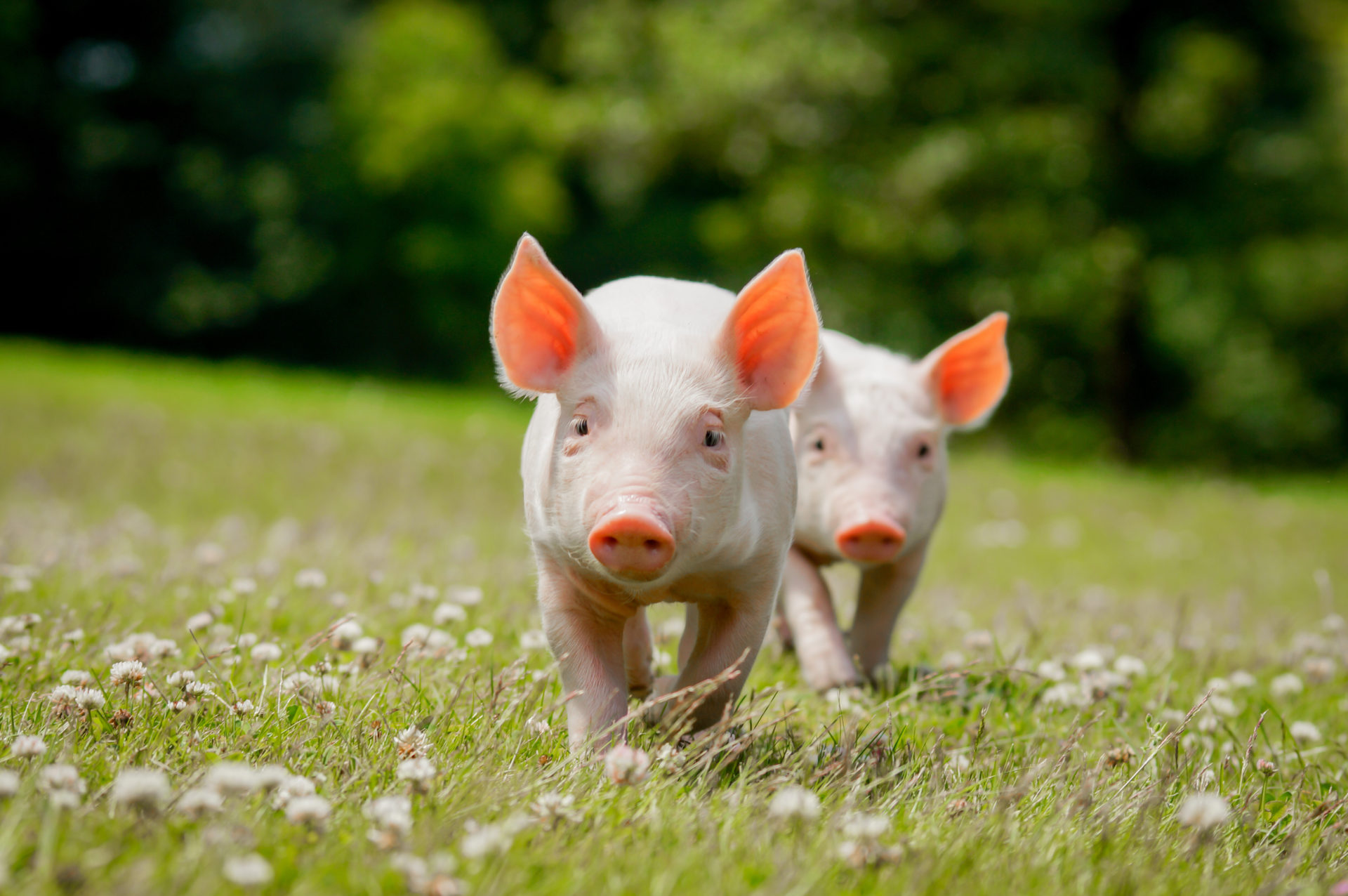 My Baby Pigs HD Wallpaper New Tab Theme