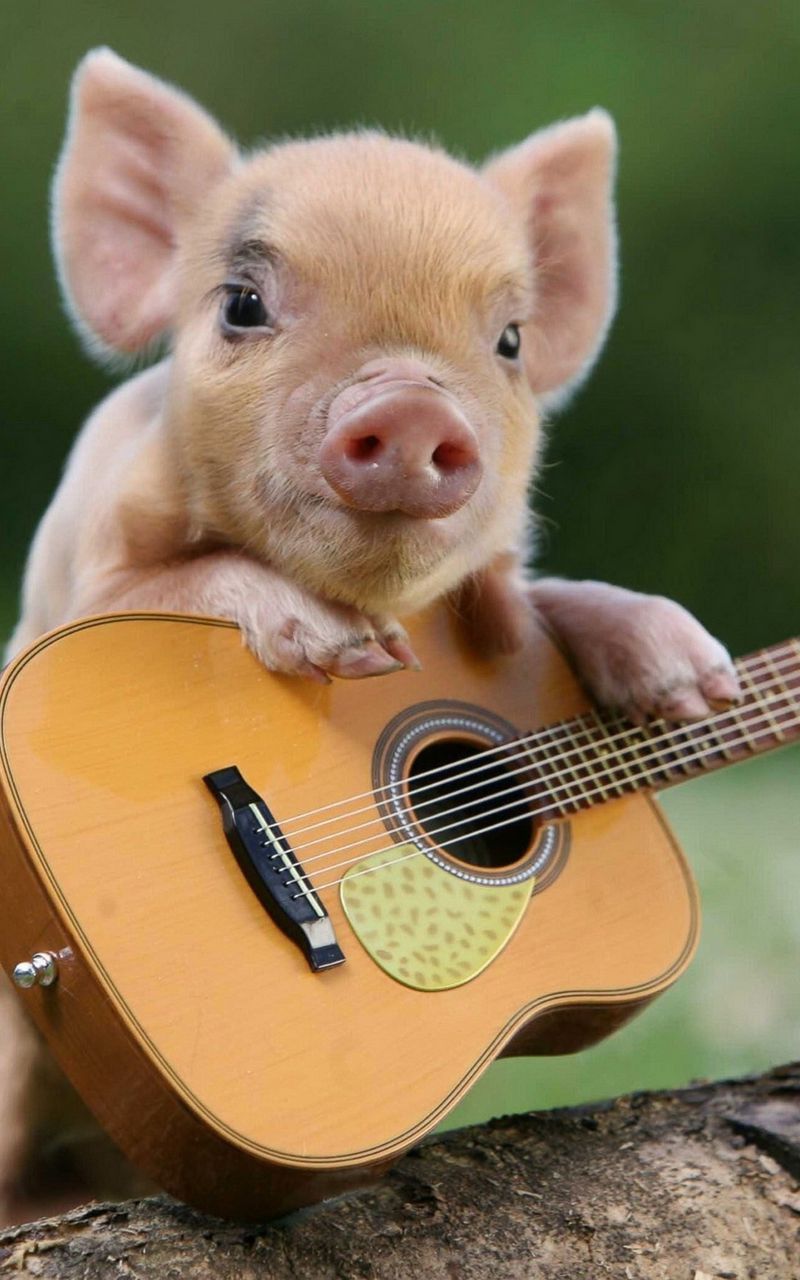 Download Wallpaper 800x1280 Pig, Little Pig, Guitar Samsung Galaxy Note Gt N7000, Meizu Mx2 HD Background