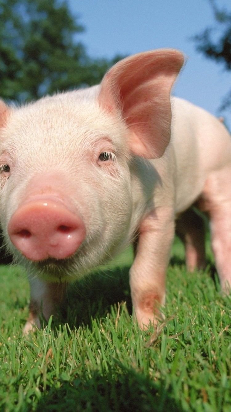 Cute pig baby Wallpaper Download