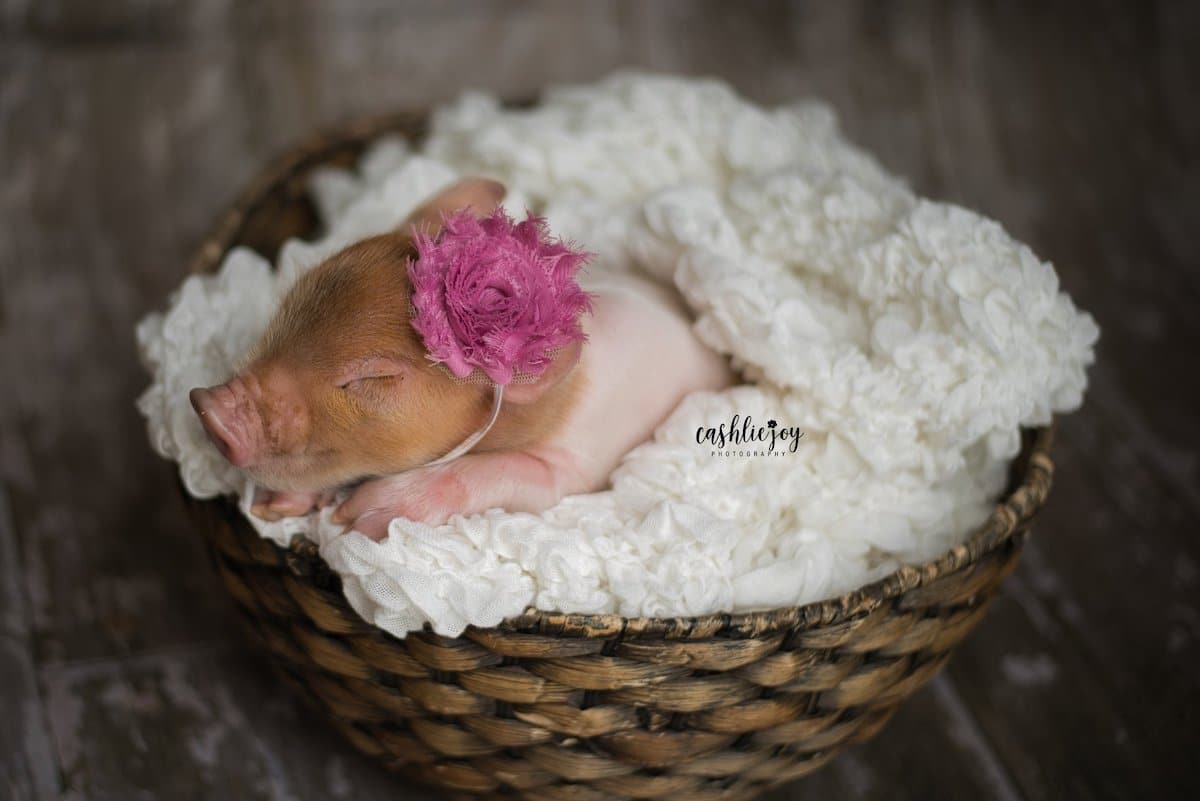 Adorable Baby Pig Picture in a Sweet Newborn Photohoot