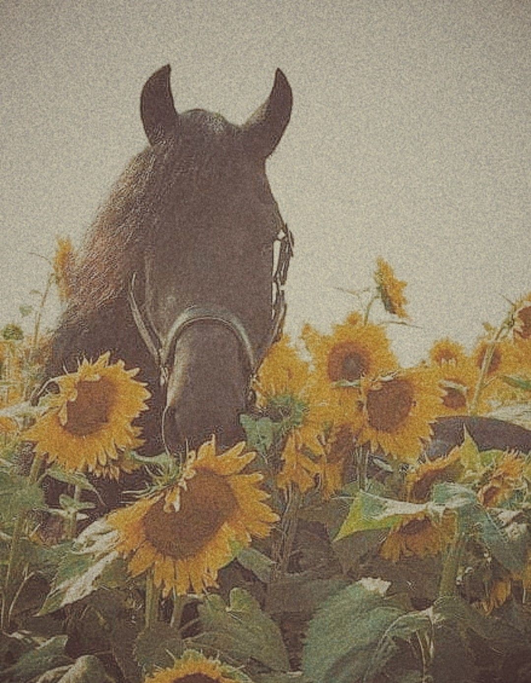 Wallpaper
