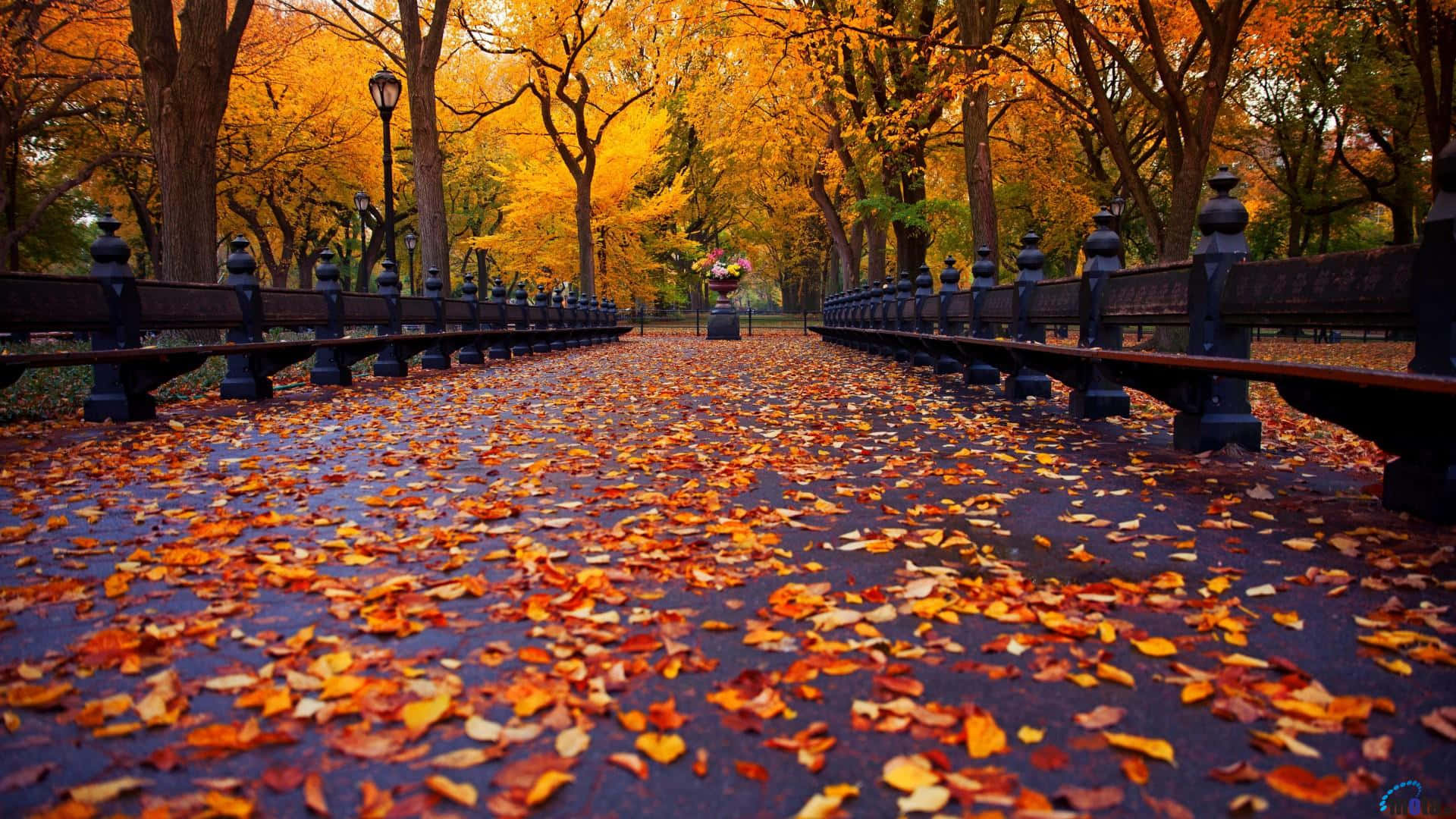 Download A Tranquil Autumn Scene Of An Endless Tree Lined Path In New England Wallpaper