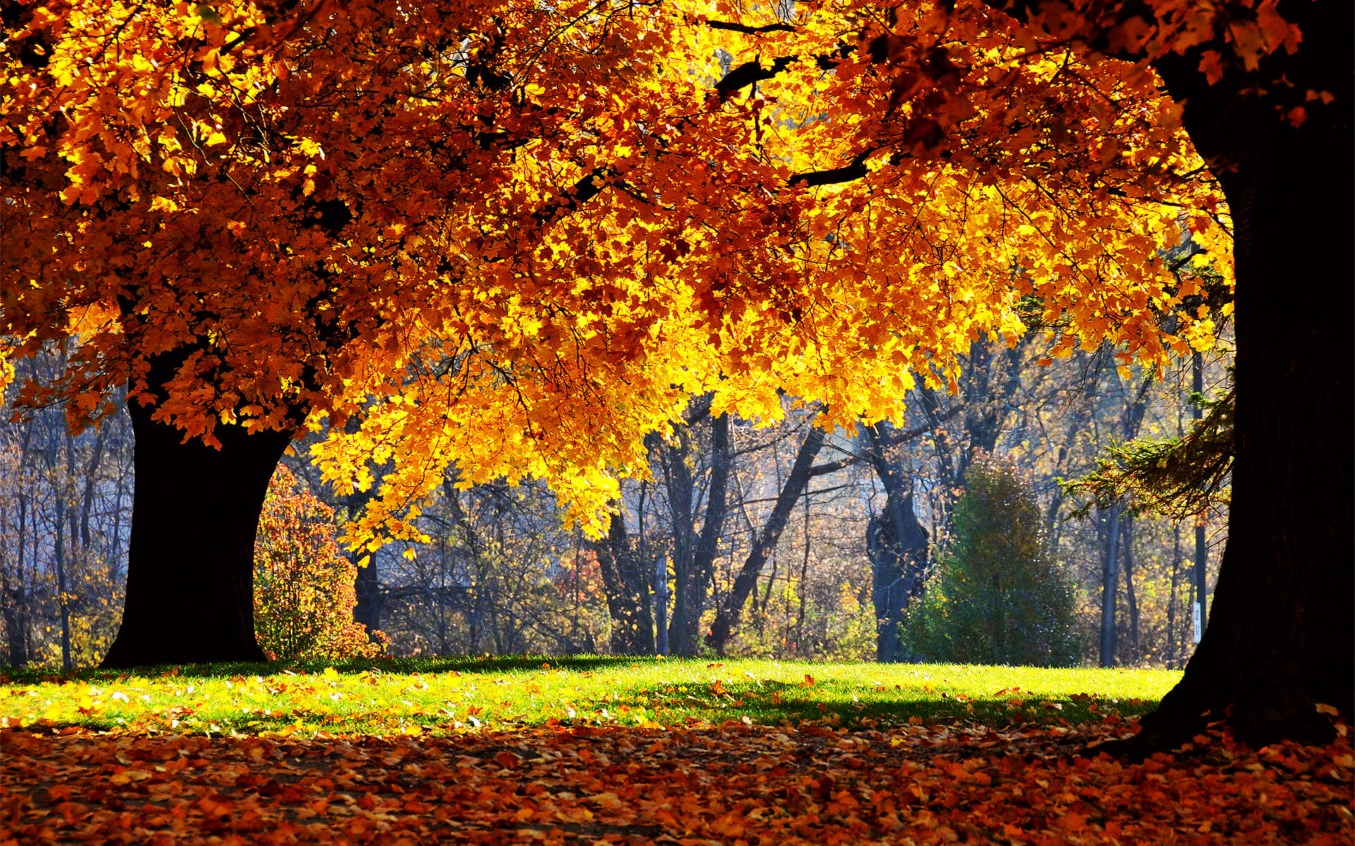 Autumn Wallpaper