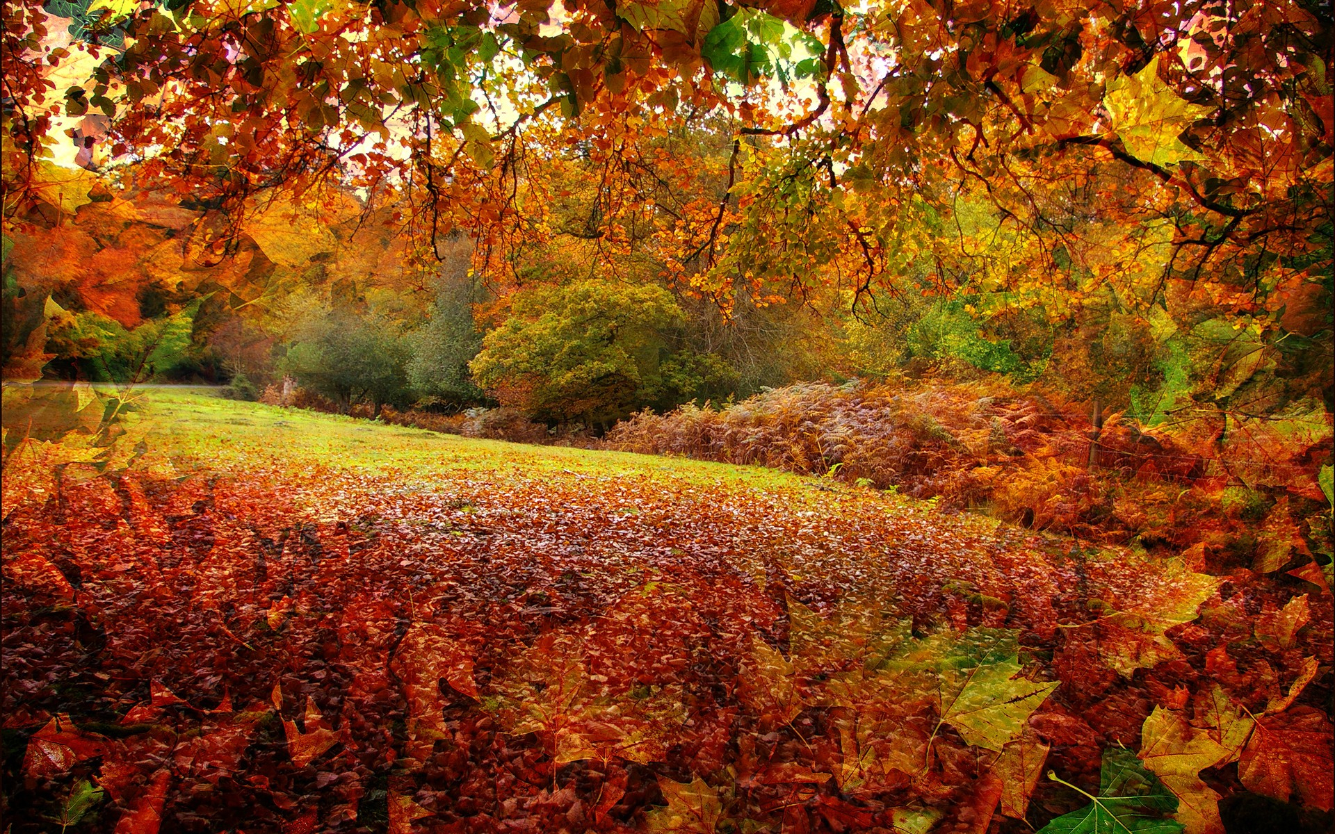 Nature Fall HD Wallpaper