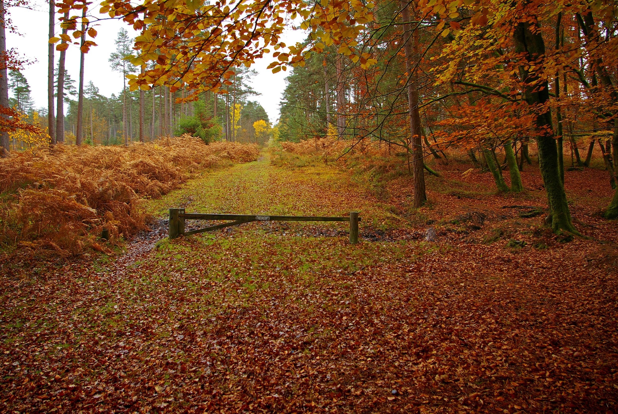 Free download New Forest in Hampshire England autumn landscape wallpaper 2485x1666 [2485x1666] for your Desktop, Mobile & Tablet. Explore New England Fall Wallpaper. New England Wallpaper, New England Fall