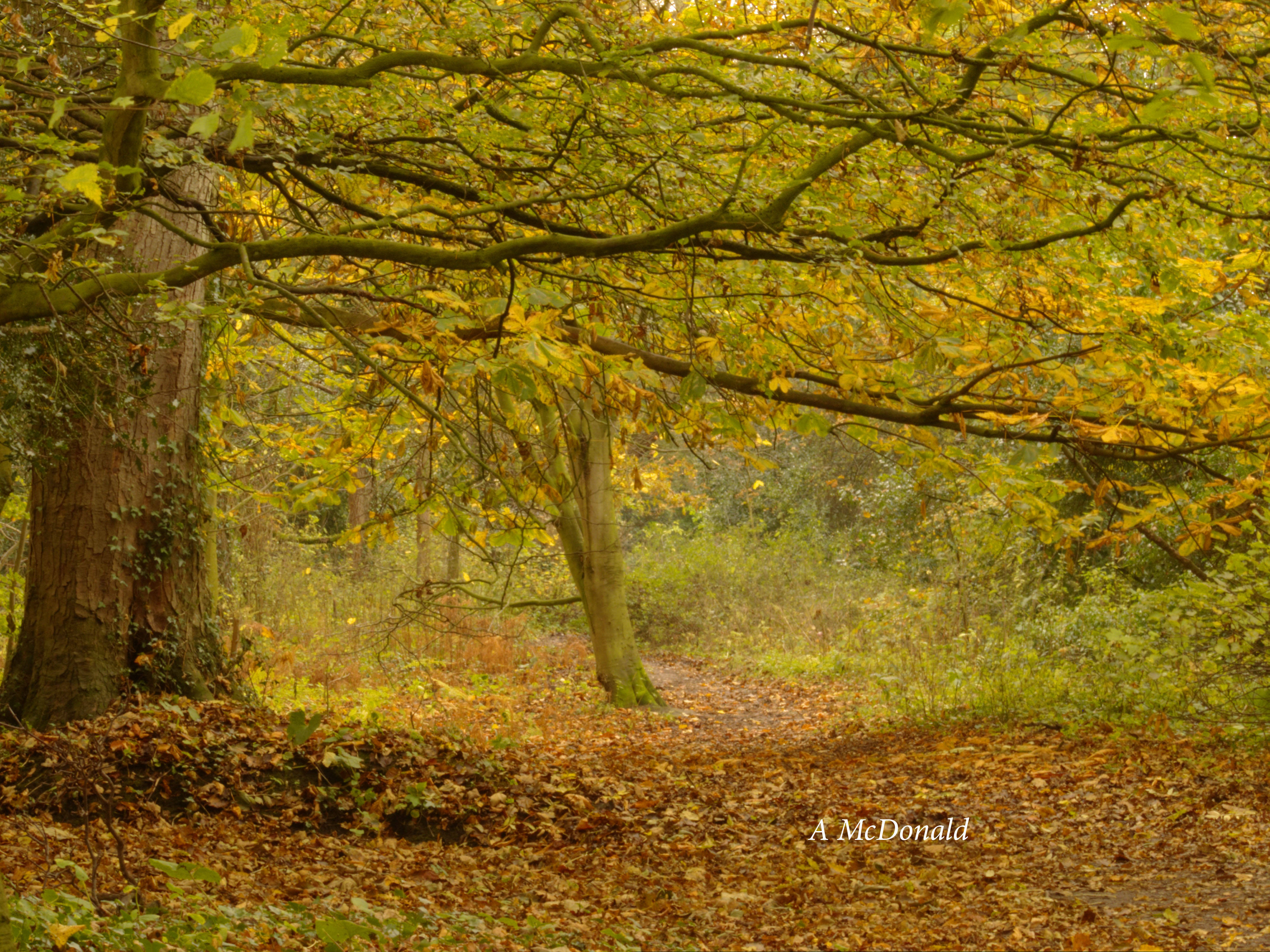 Wallpaper, UK, autumn, colour, leaves, Wales, woods, seasons, North, Panasonic, fz200 4010x3006