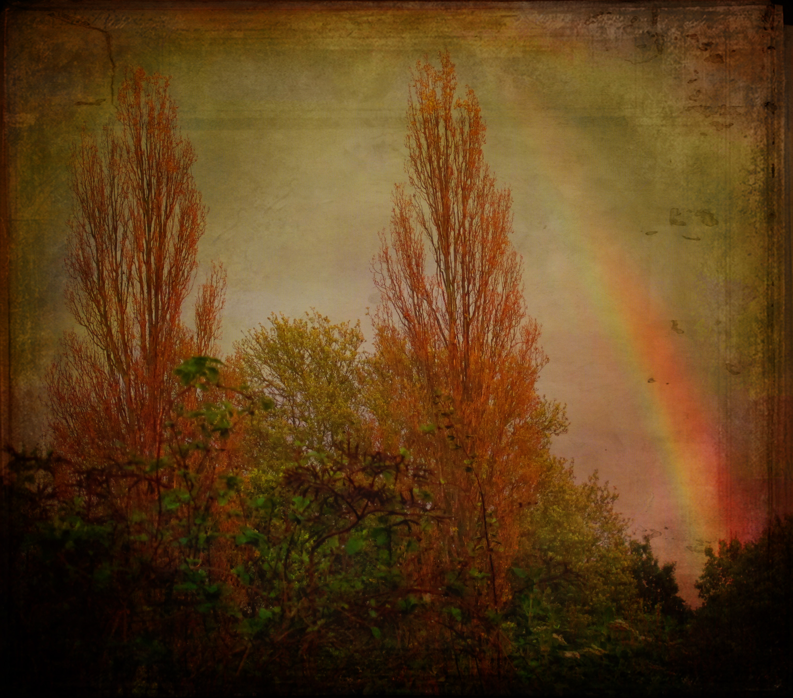 Wallpaper, UK, autumn, trees, England, color, english, fall, weather, by, Canon, point, rainbow, october, Europe, poplar, shoot, european, colours, photographer, seasons, spectrum, natural, pics, britain, seasonal, surrey, powershot, Paula, End, British