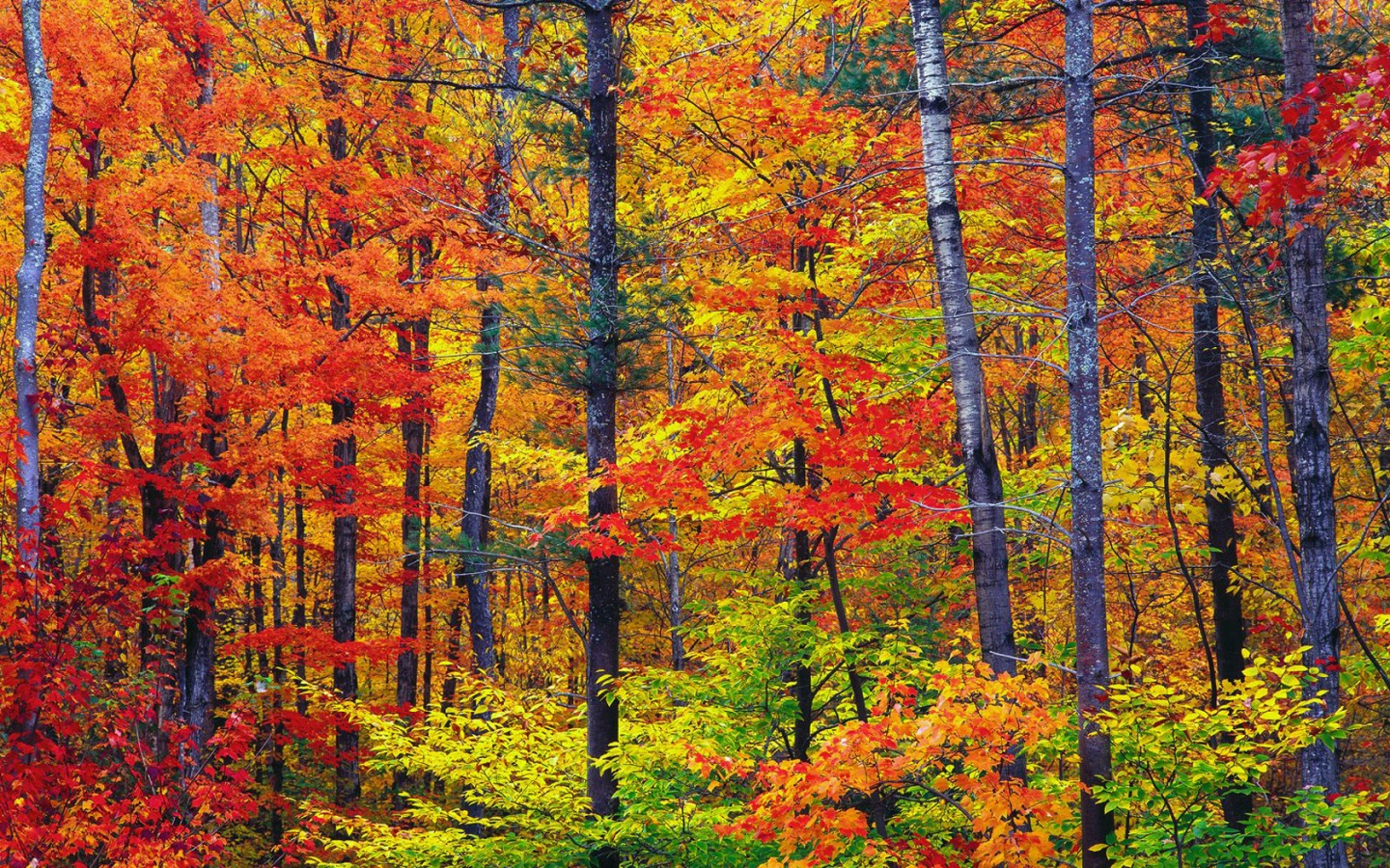Free download vibrant autumn colors wallpaper autumn nature wallpaper 1440 900 [1440x900] for your Desktop, Mobile & Tablet. Explore Free Fall Colors Wallpaper. Background Colors, Fall Colors Wallpaper, Fall Colors Desktop Wallpaper