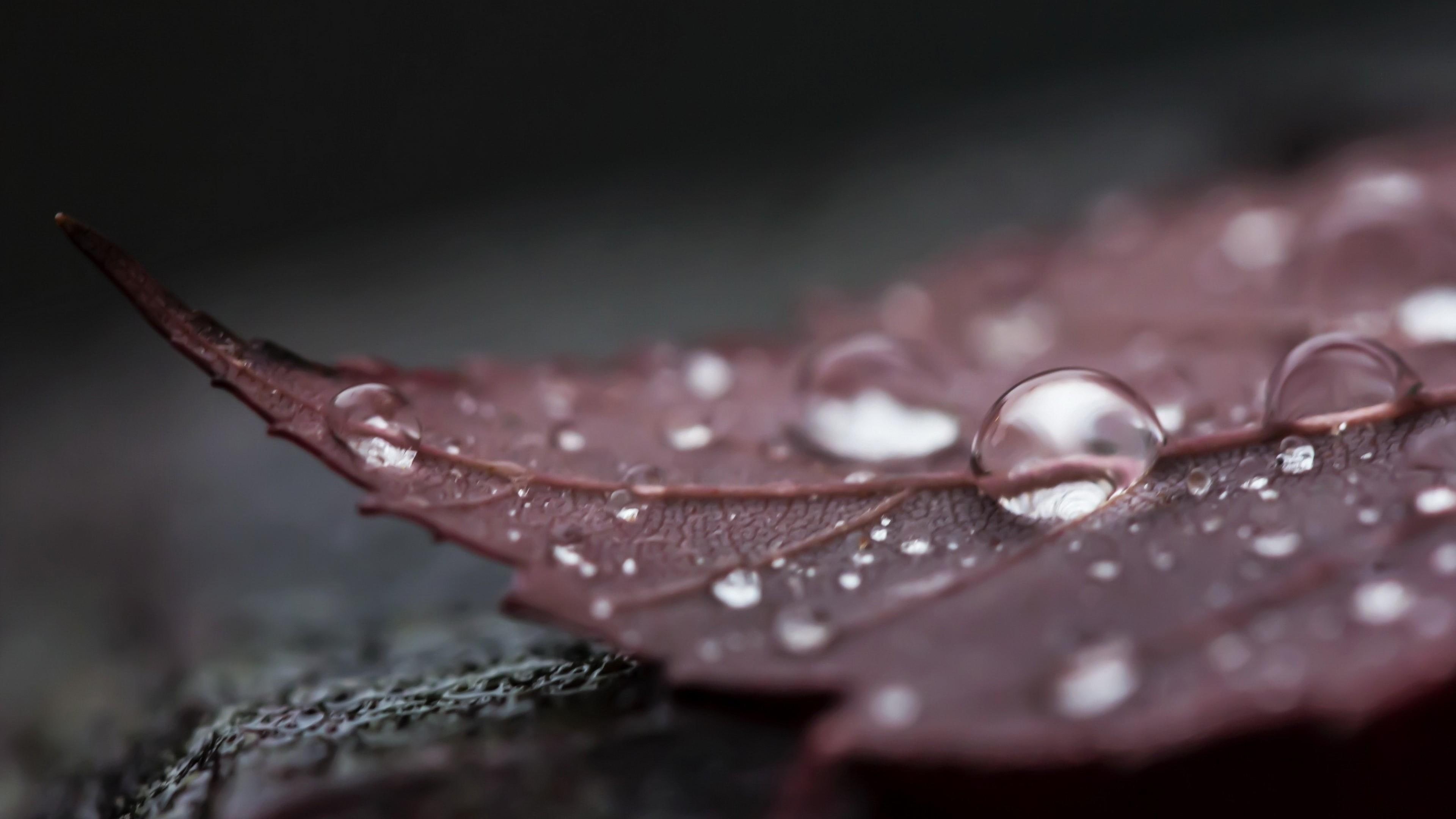 Wallpaper / photograph, water, 4K, autumn, rain drops, photography, close, dark, leaf, drops free download