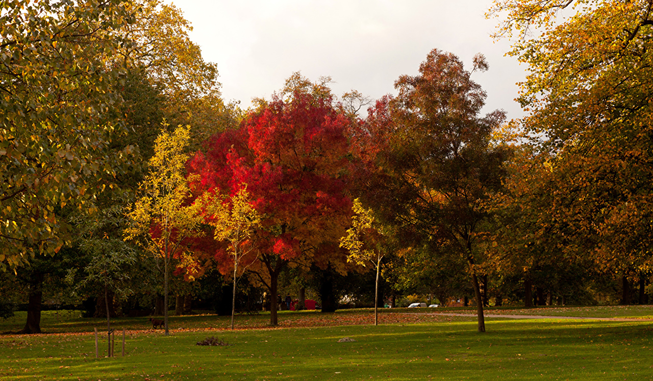 Wallpaper London England Autumn Nature park Lawn Trees Seasons