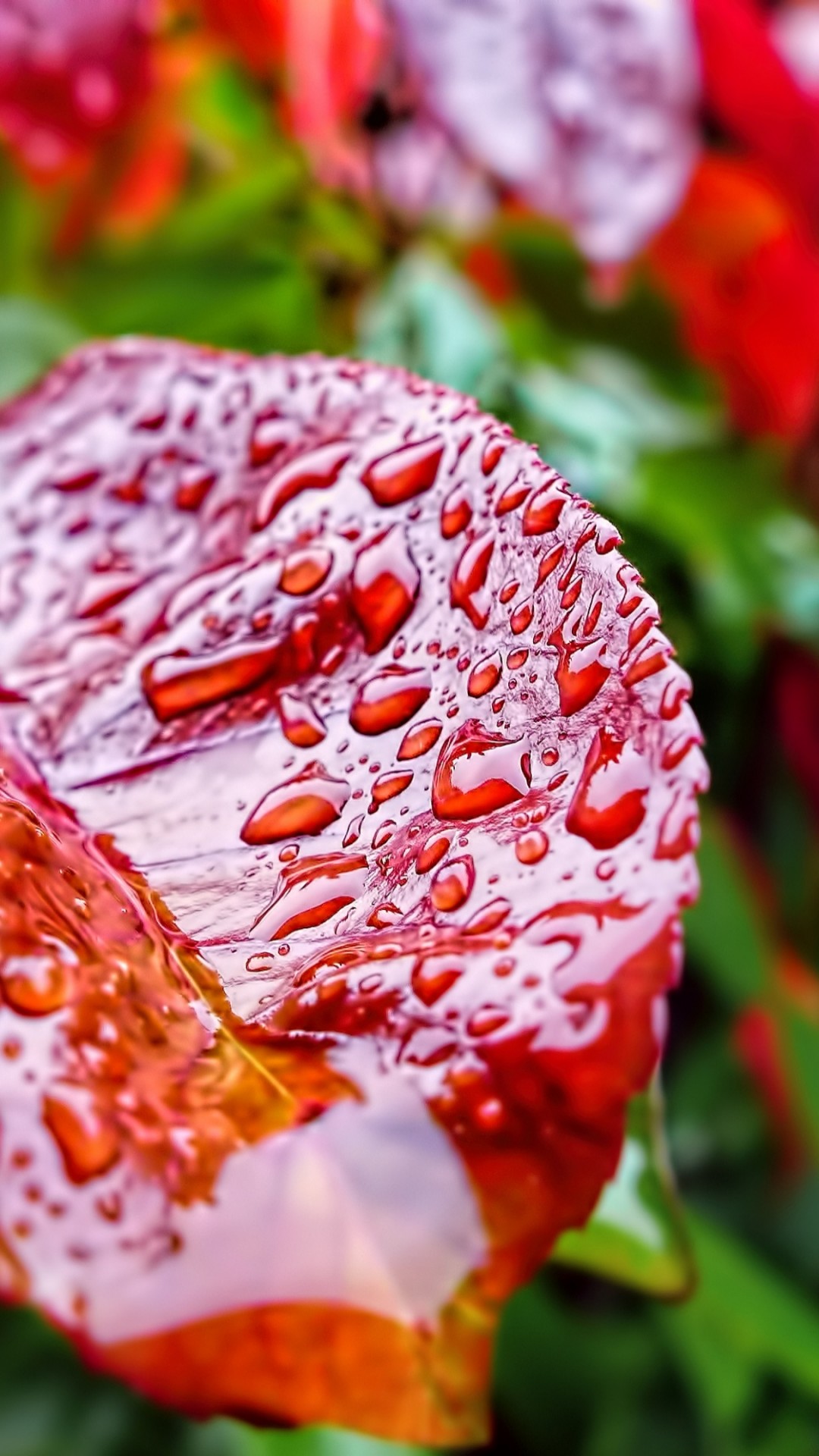 Leaves Wallpaper, Raindrops