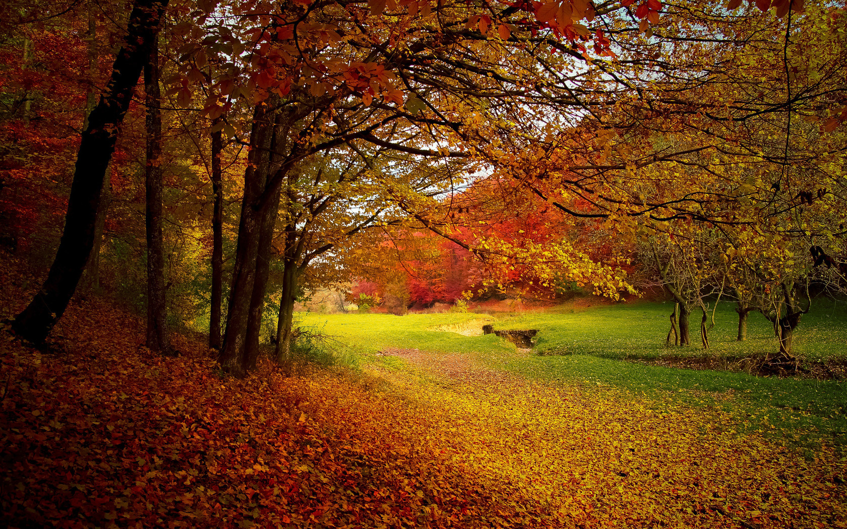 Autumn Trees Fall 1680x1050 Resolution HD 4k Wallpaper, Image, Background, Photo and Picture