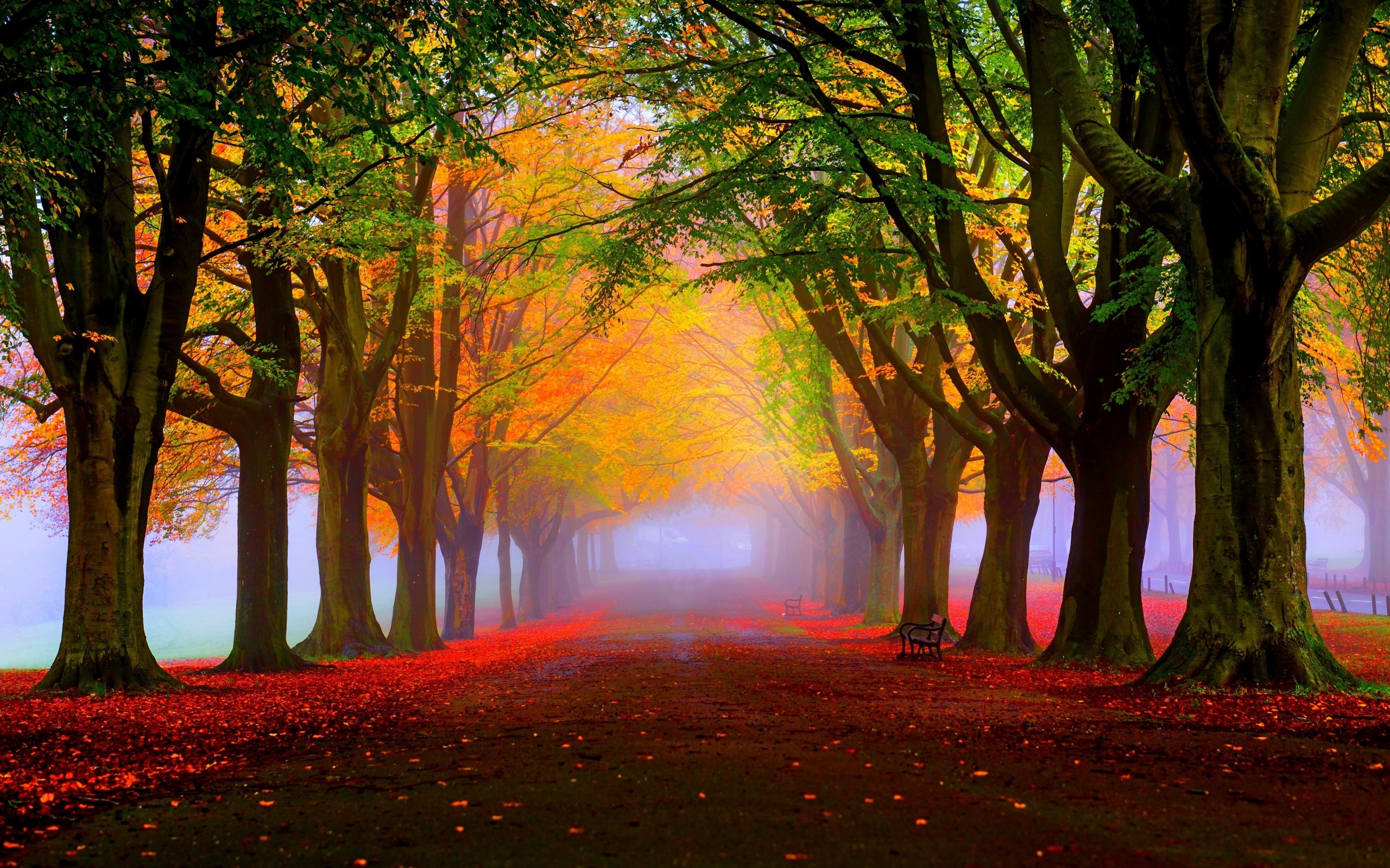 Autumn Fall Trees Fog Foliage Nature Scenery Wallpaper