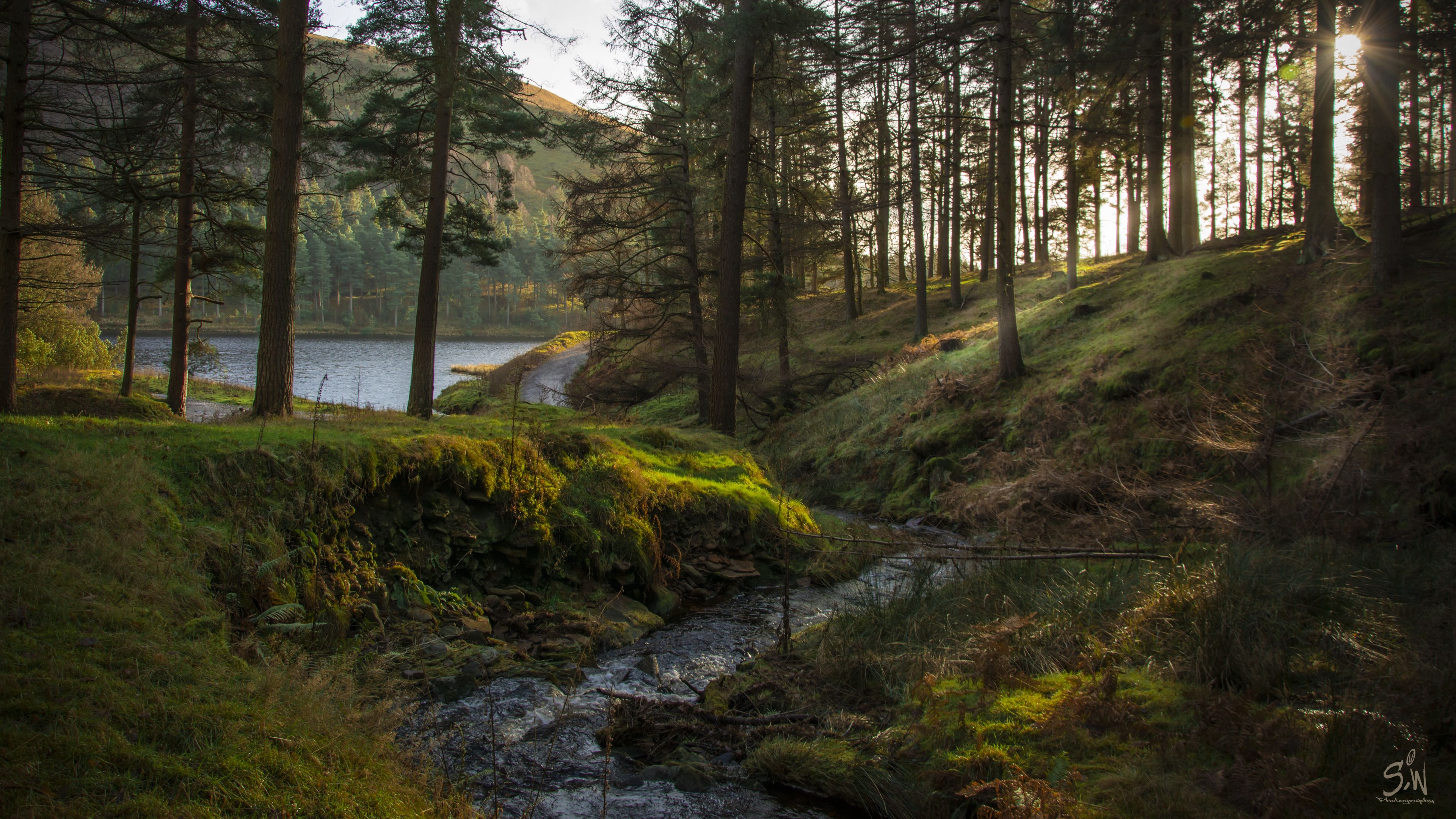 Download wallpaper 3840x2160 forest