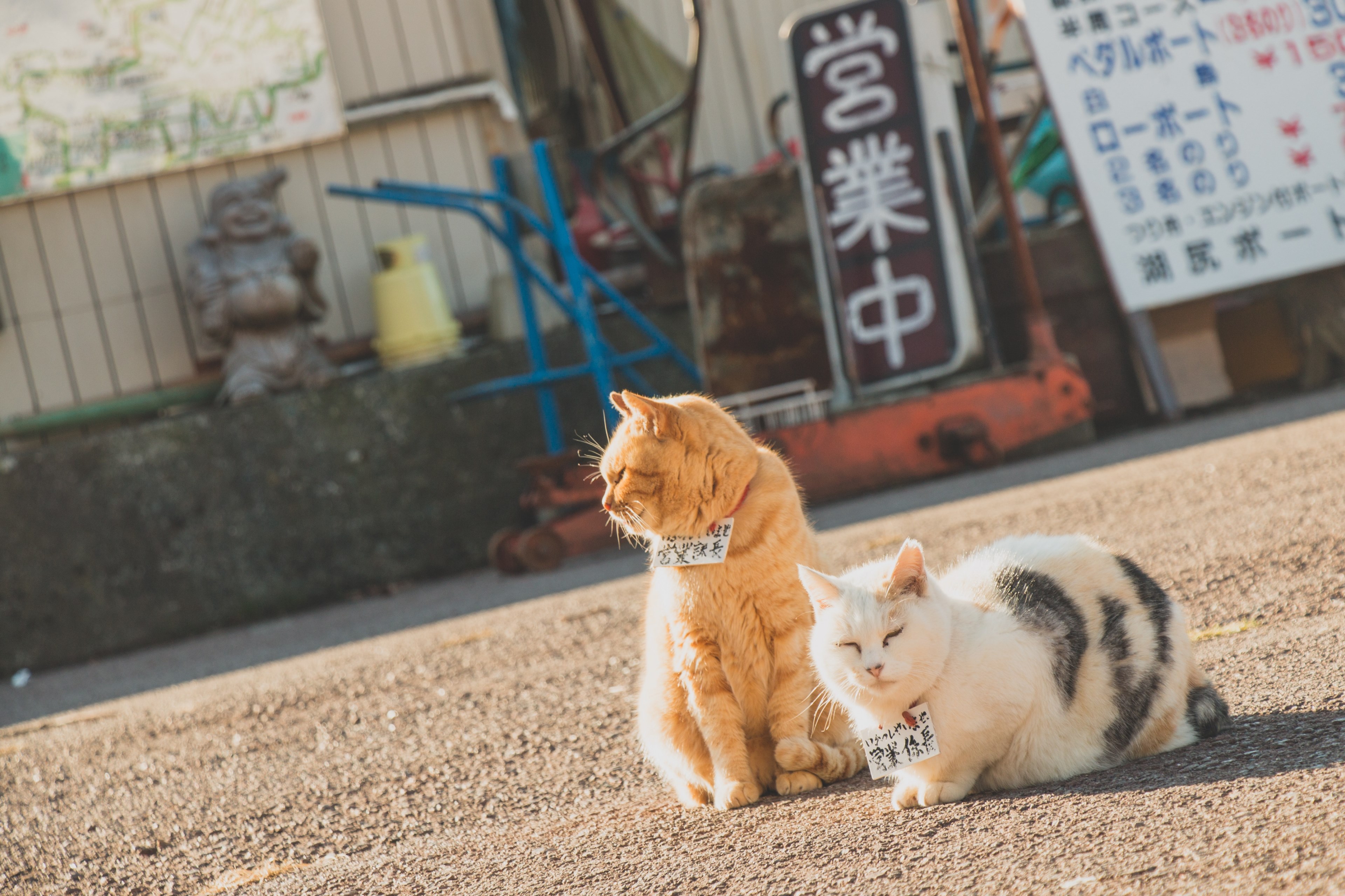 Wallpaper / animal warm japan and cat HD 4k wallpaper free download
