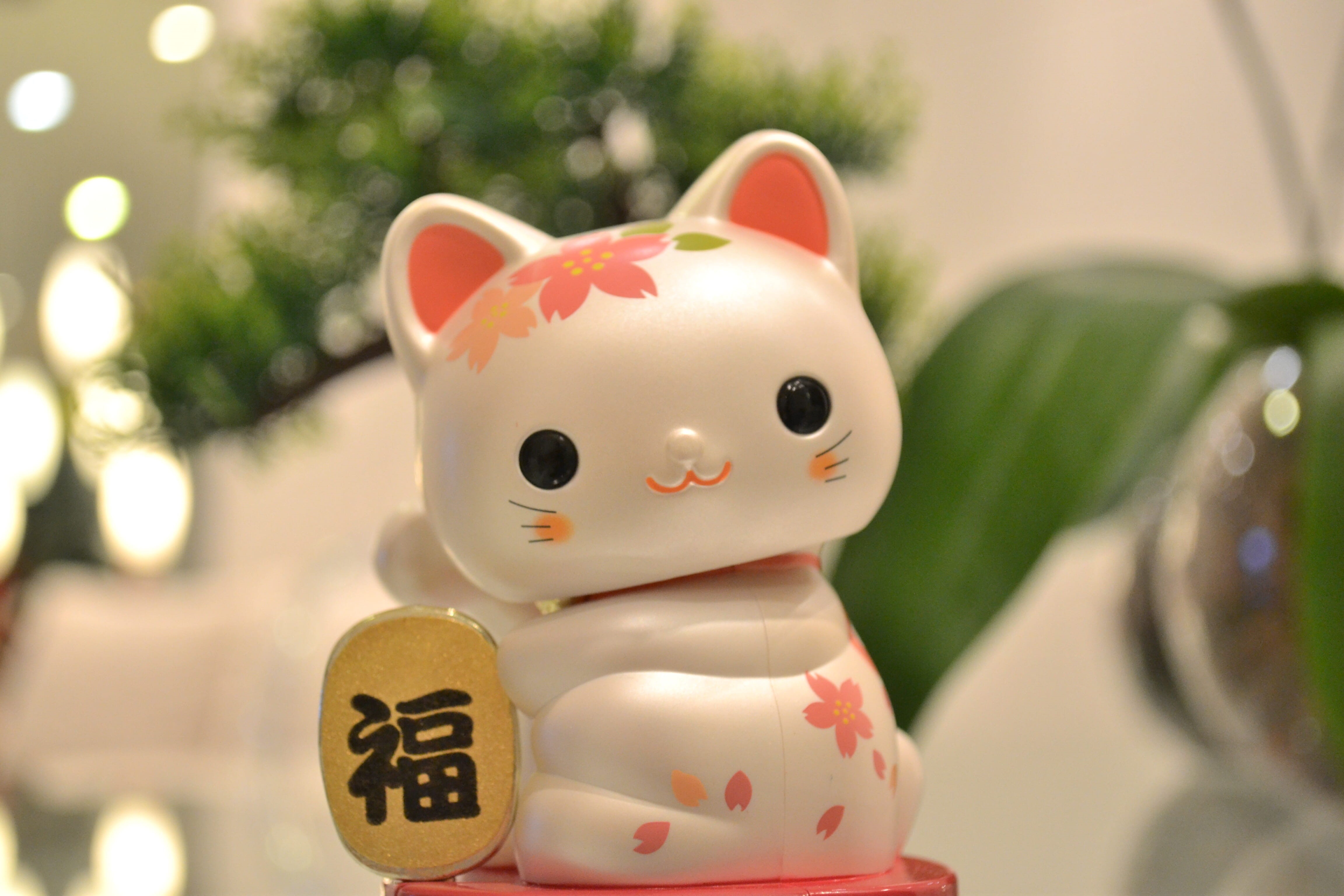 japanese cat 1080P, 2k, 4k Full HD Wallpaper, Background Free Download