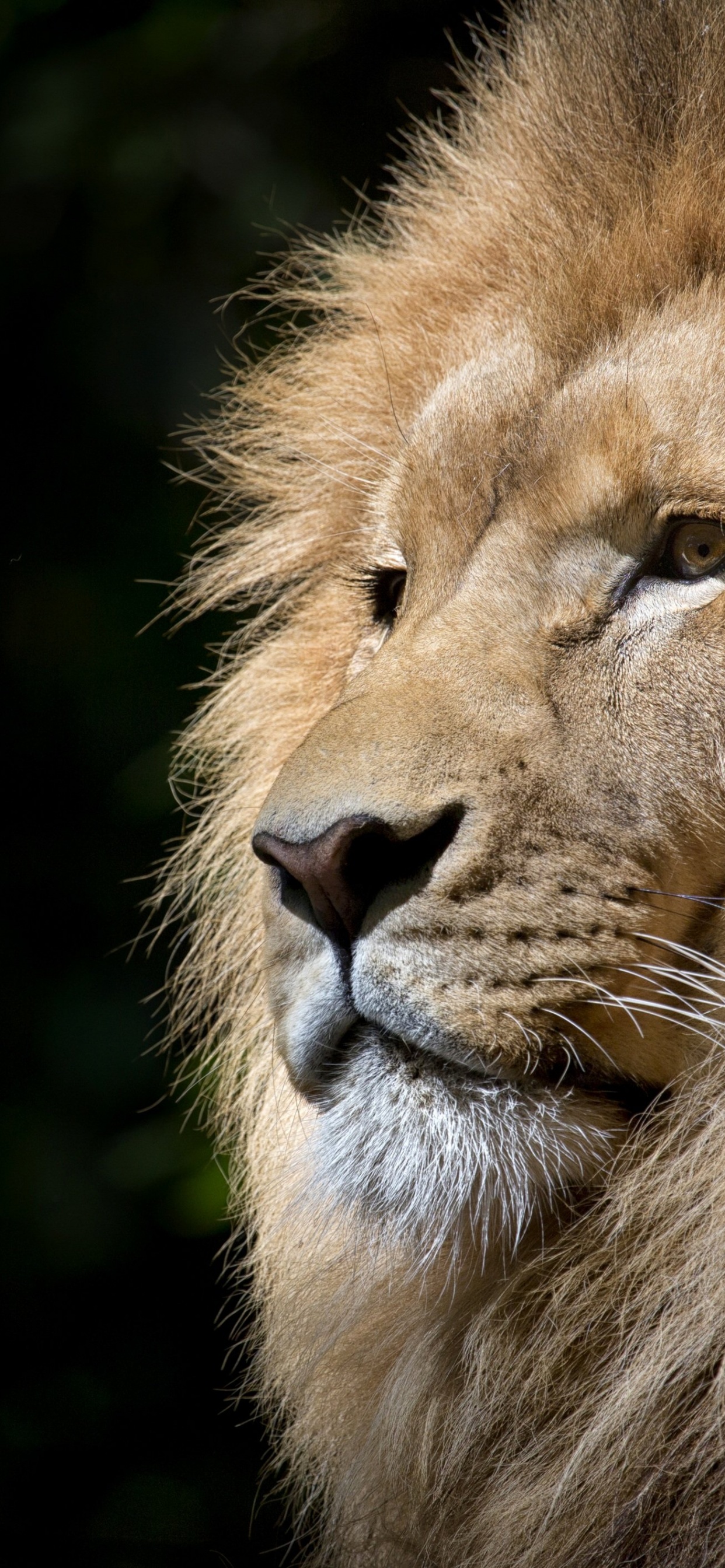 African Lion Wallpaper 4K, Face, Big cat, Predator