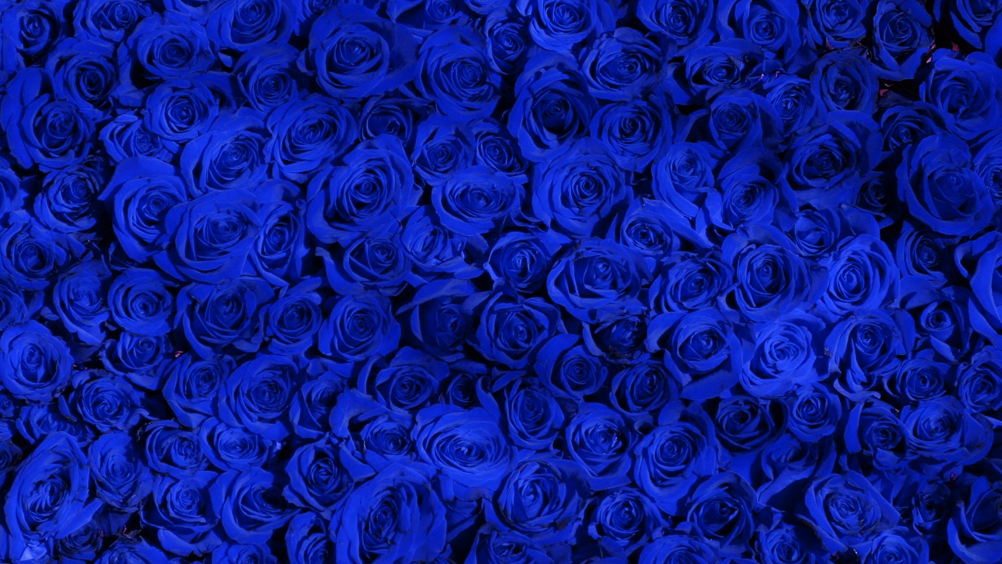 wallpaper for desktop, laptop. rose blue pattern
