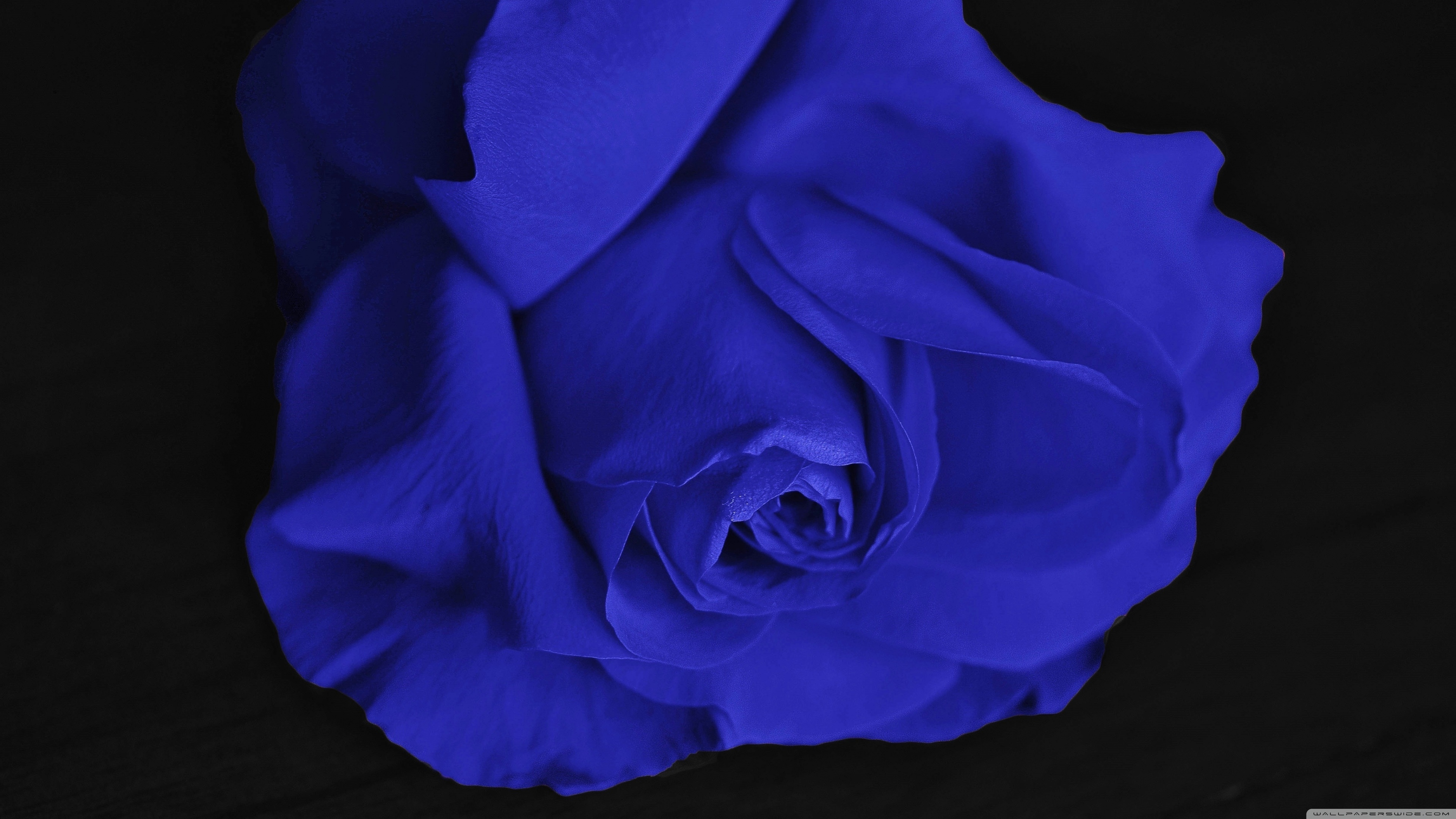 Single Blue Rose Ultra HD Desktop Background Wallpaper for 4K UHD TV, Widescreen & UltraWide Desktop & Laptop, Multi Display, Dual Monitor, Tablet