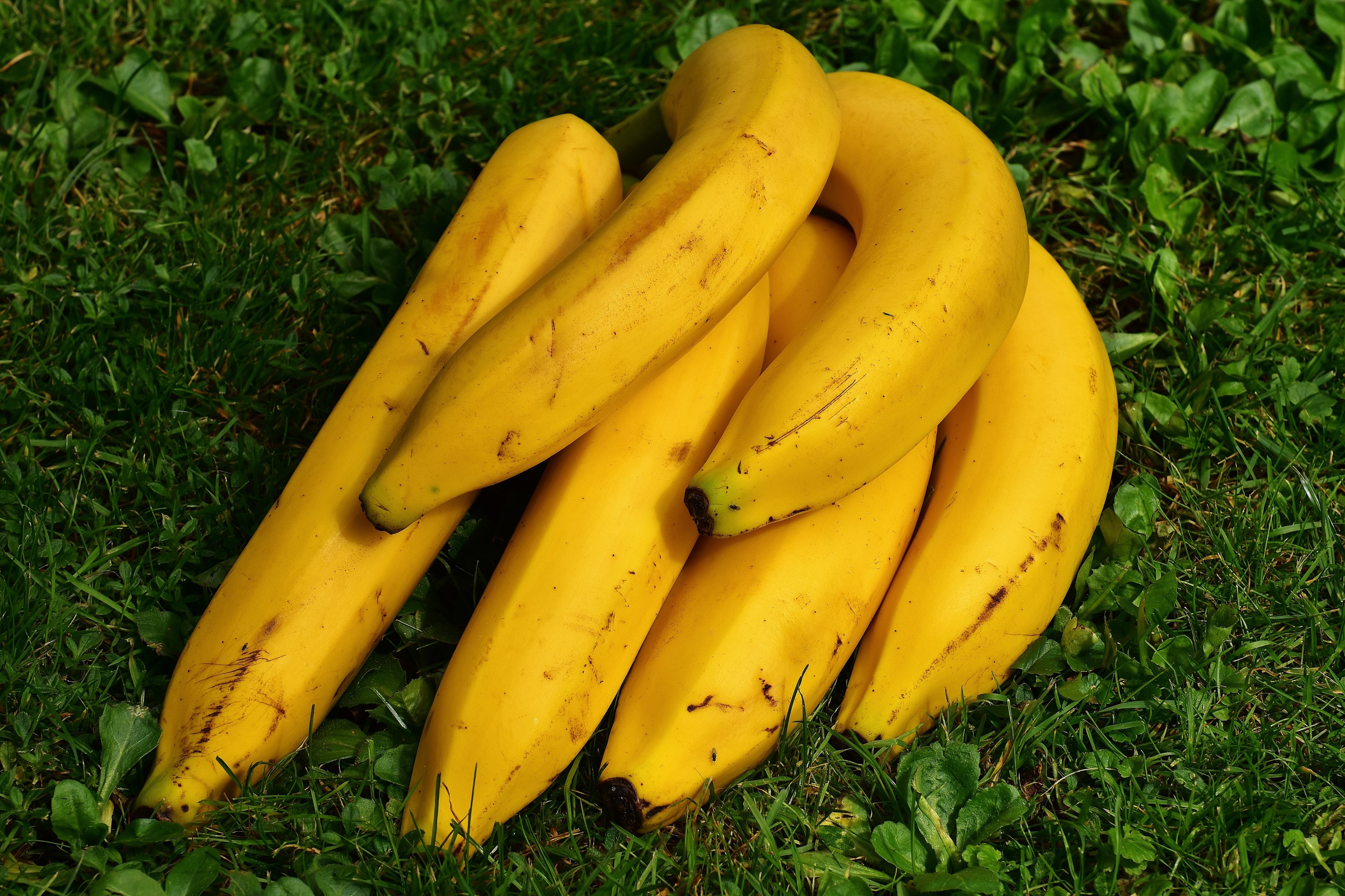 Wallpaper / bananas fruits fruit healthy yellow banana peel 4k wallpaper free download