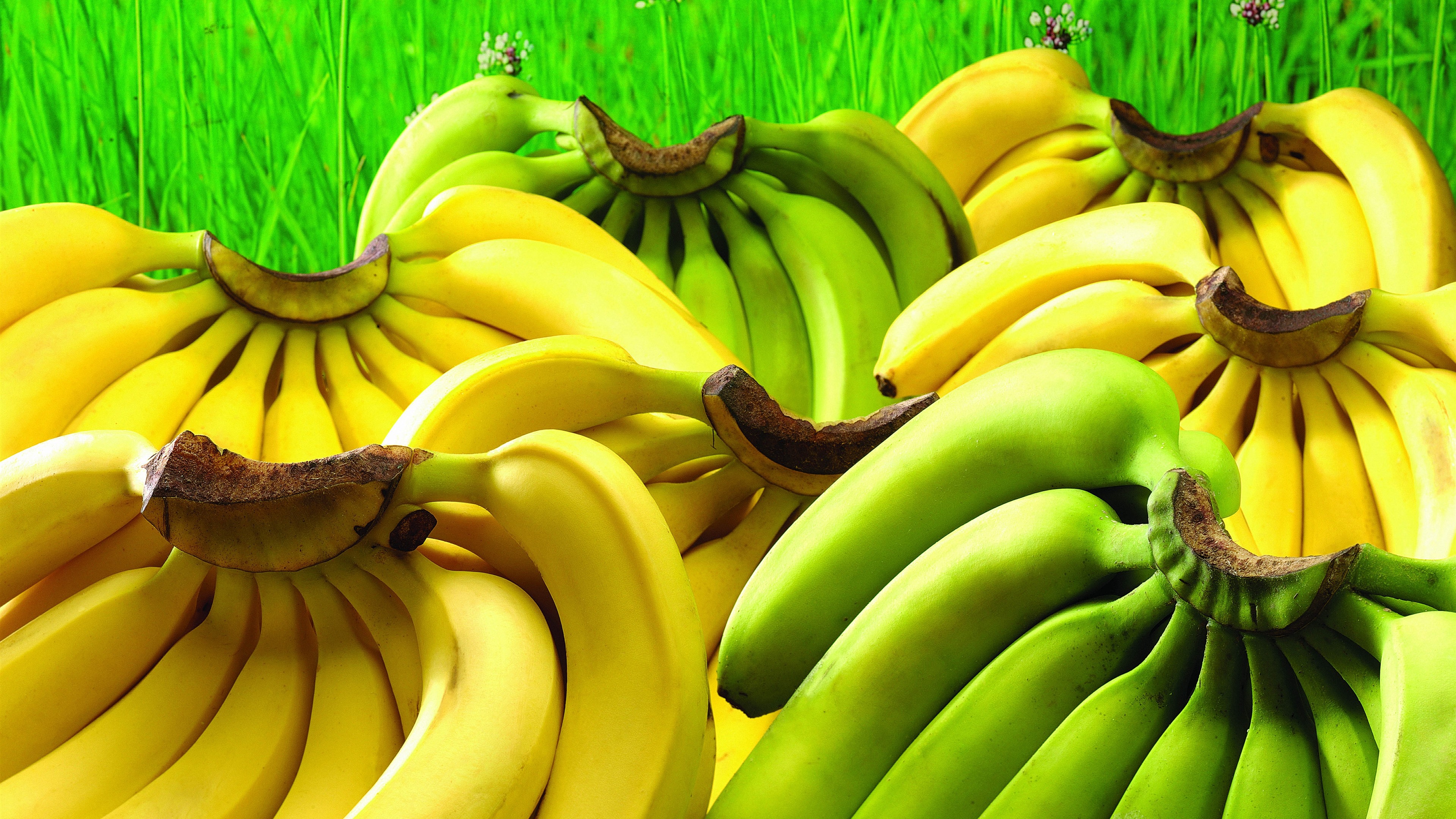 Wallpaper Green and yellow bananas, fruit 3840x2160 UHD 4K Picture, Image