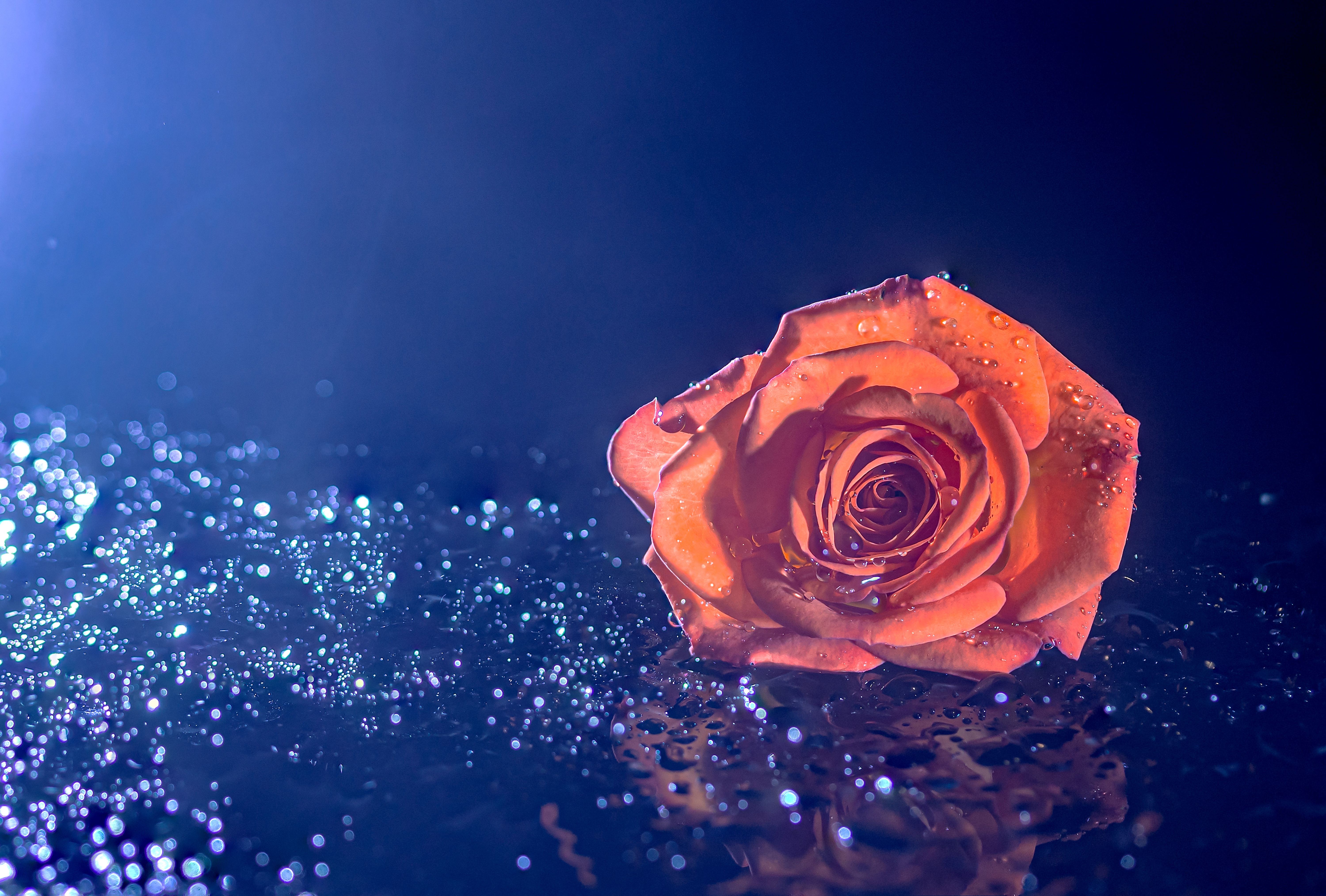 Orange Rose Wallpaper 4K, Droplets, Blue background, 5K