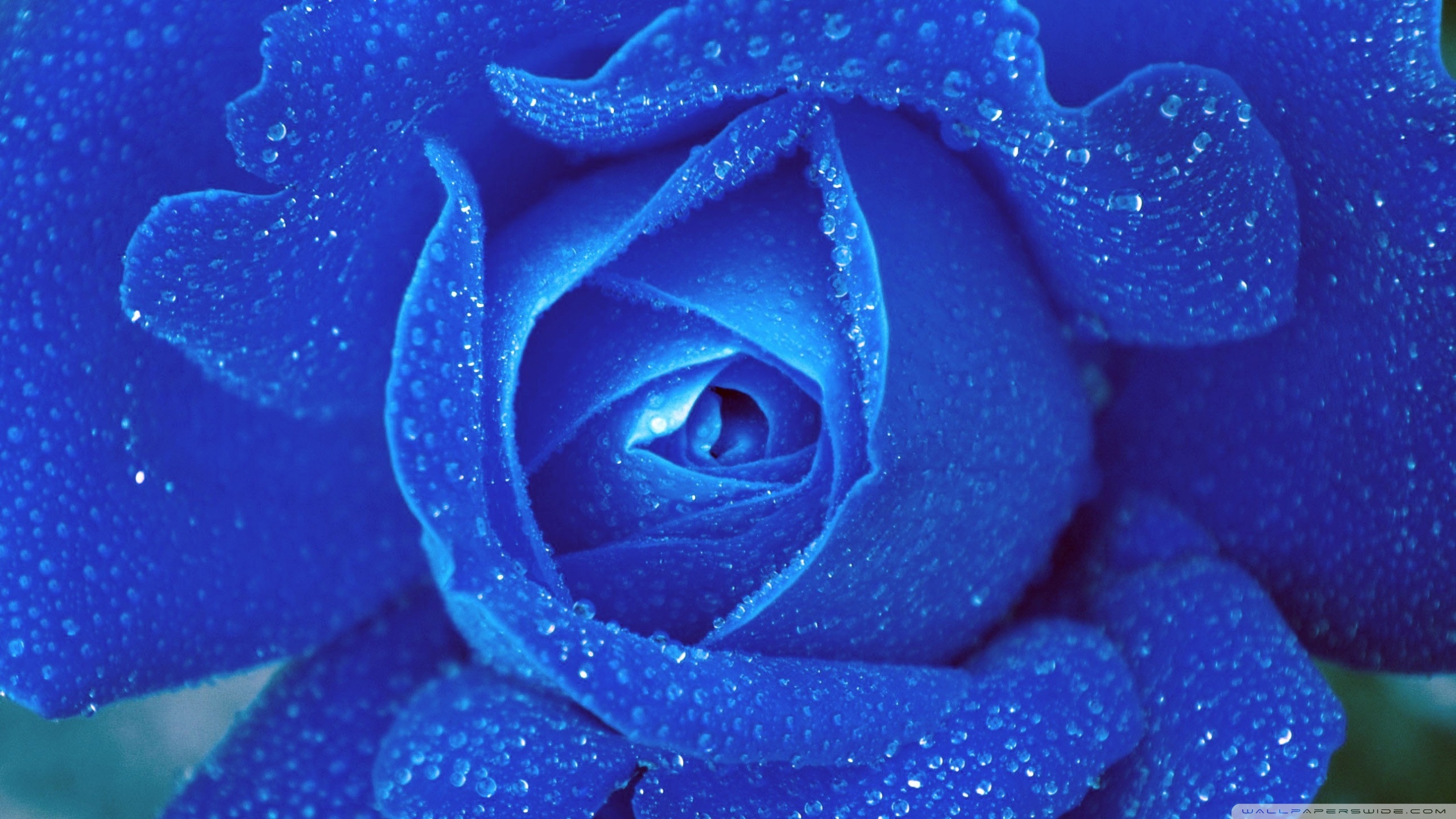 Blue Rose Ultra HD Desktop Background Wallpaper for 4K UHD TV, Widescreen & UltraWide Desktop & Laptop, Tablet