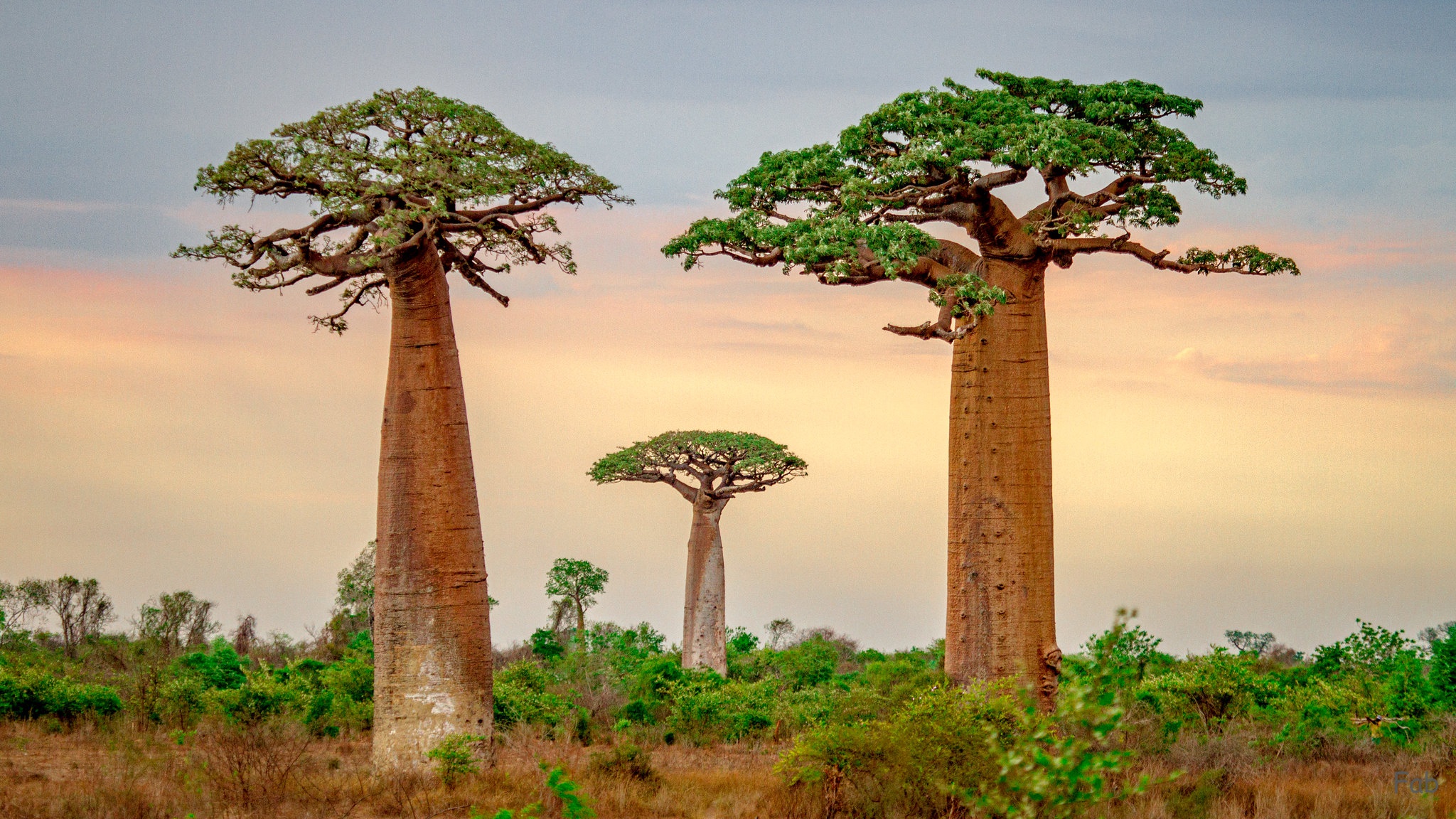 Nature Baobab Tree HD Wallpaper