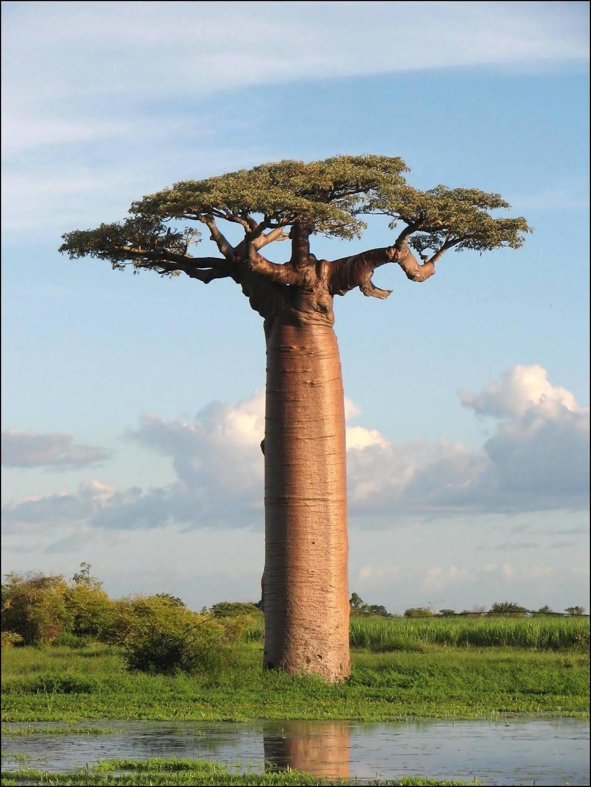 Download Great Baobab Tree Africa iPhone Wallpaper