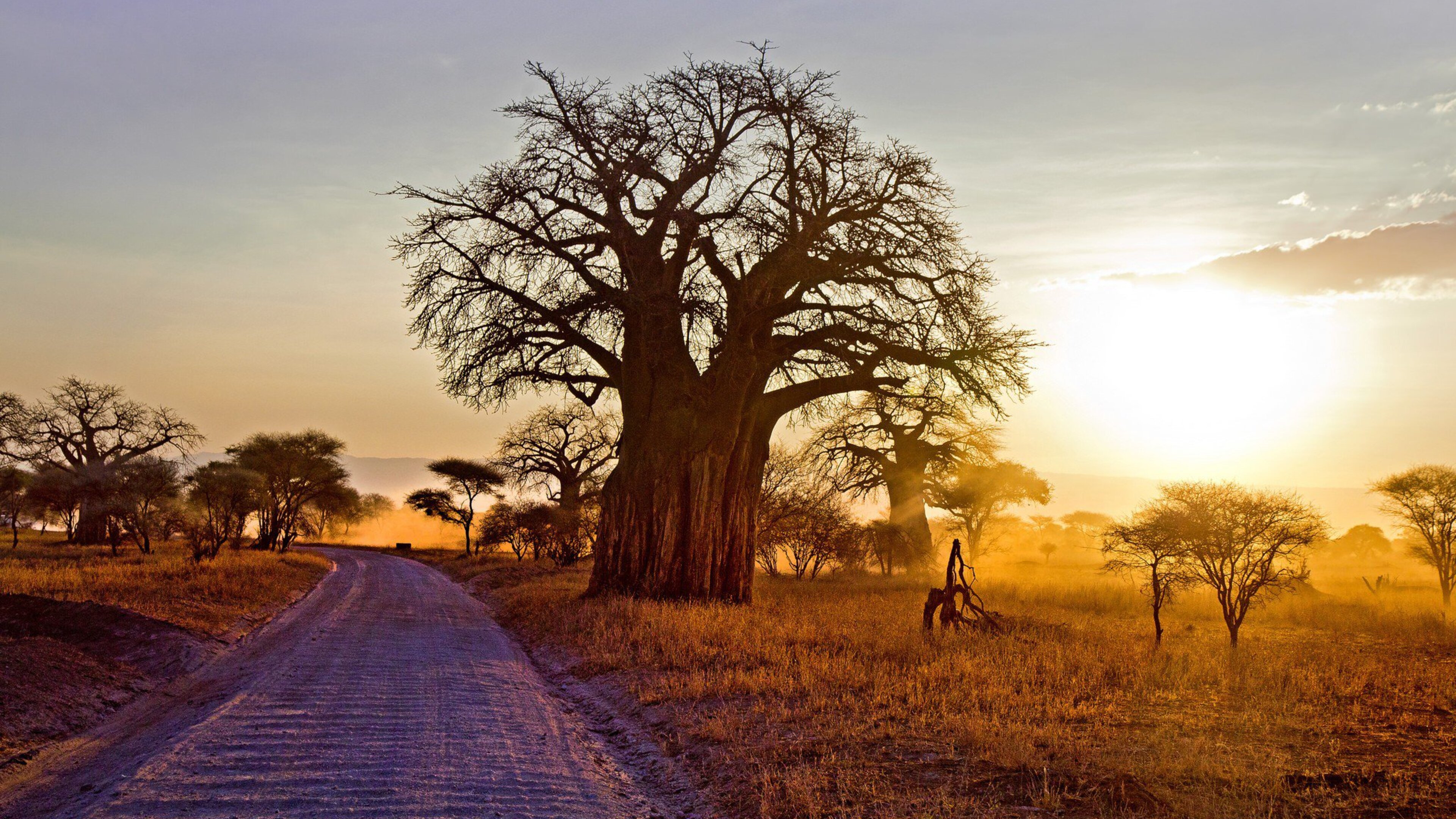 Baobab Tree 4k HD 4k Wallpaper, Image, Background, Photo and Picture