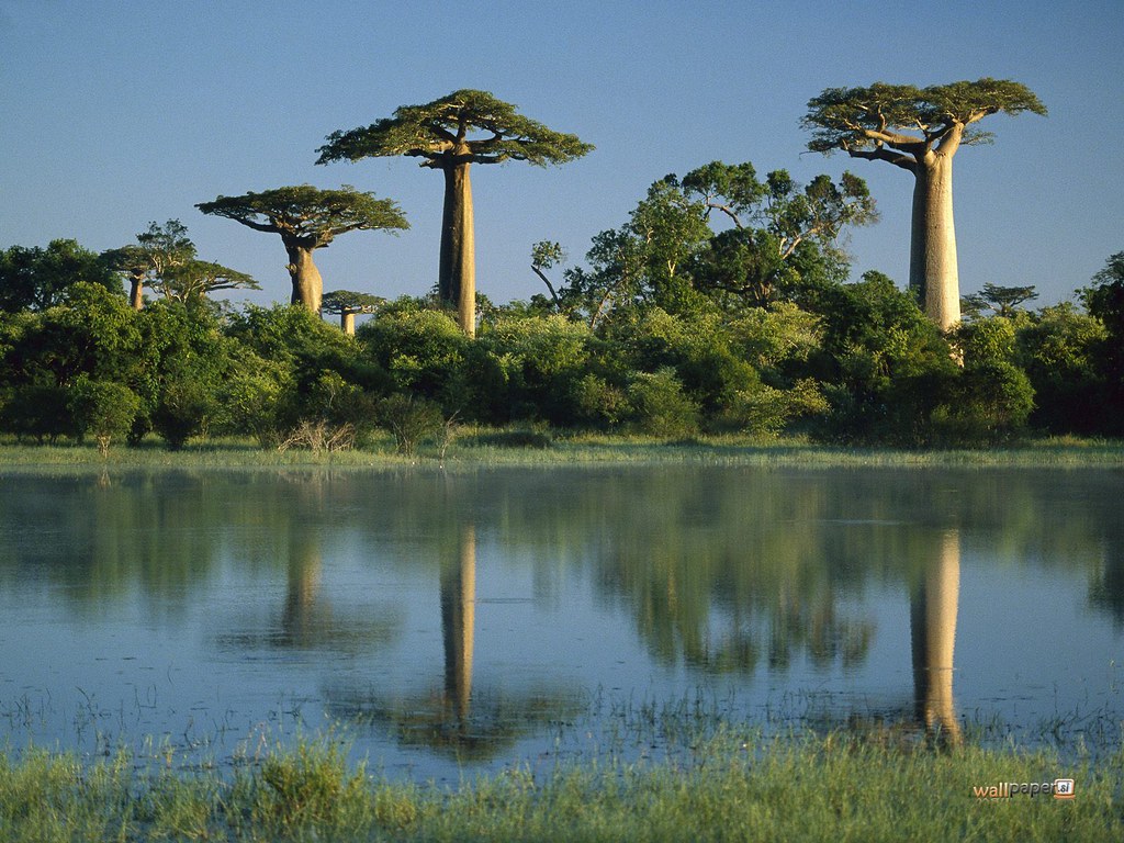 Baobab Trees Reflected In Wetlands Morondava Madagascar Wa