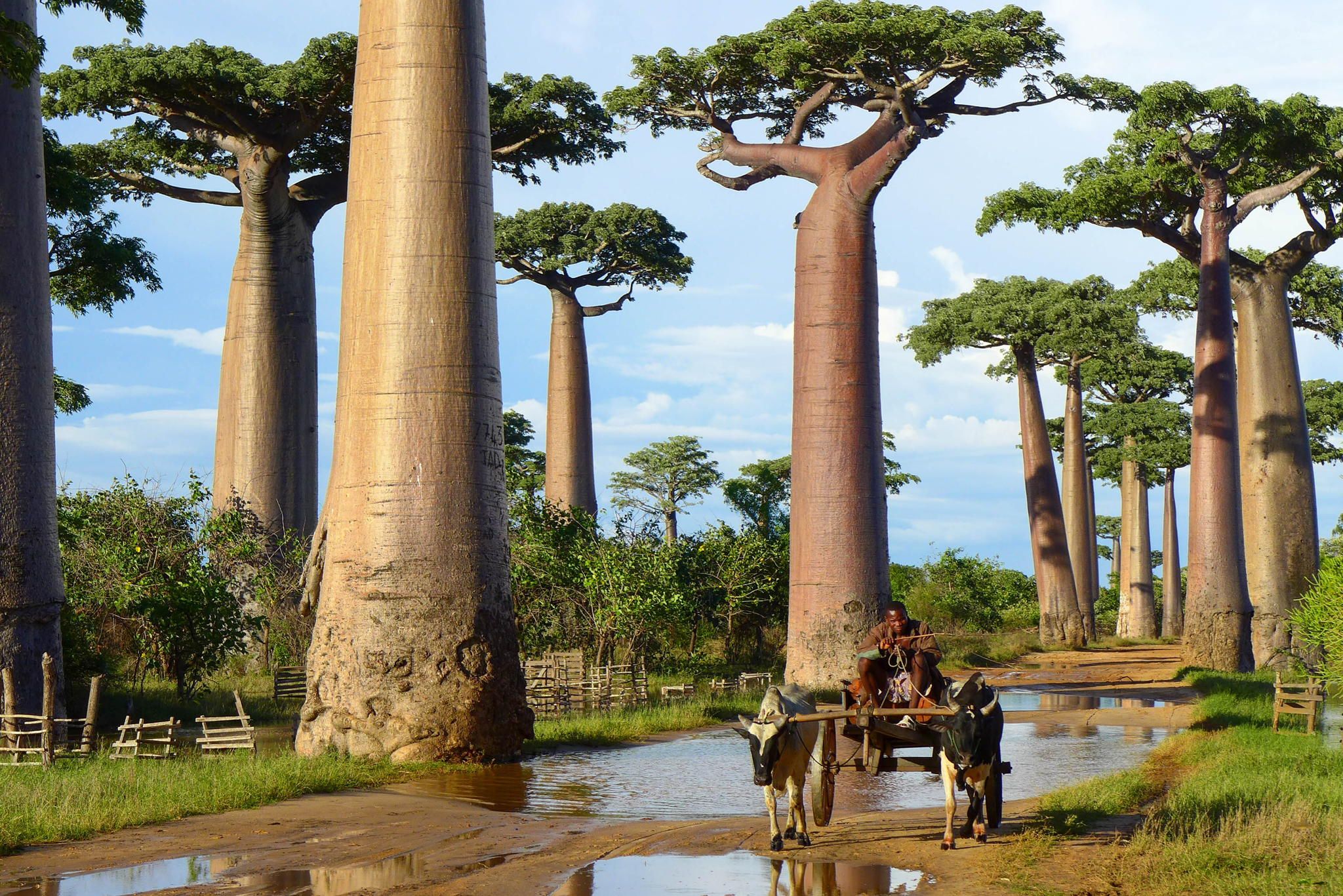 Baobab Tree HD Wallpaper and Background