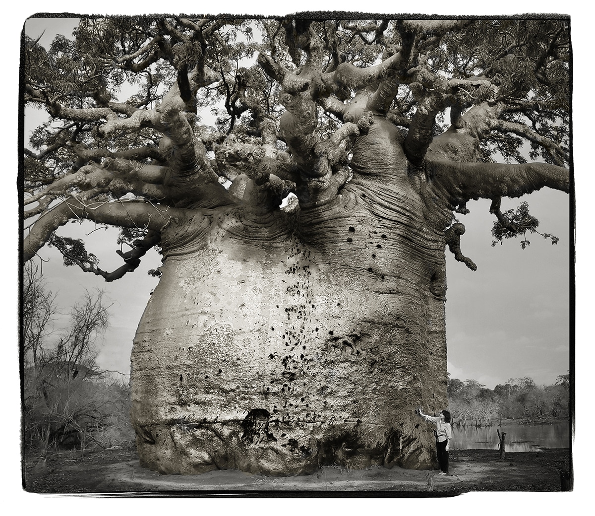 Photographer's Incredible Image of Ancient Baobab Trees