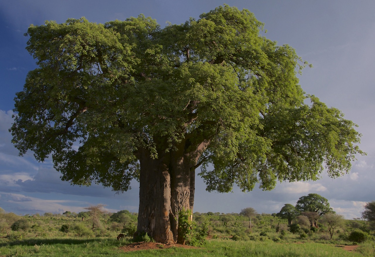 Free Baobab & Baobab Tree Image