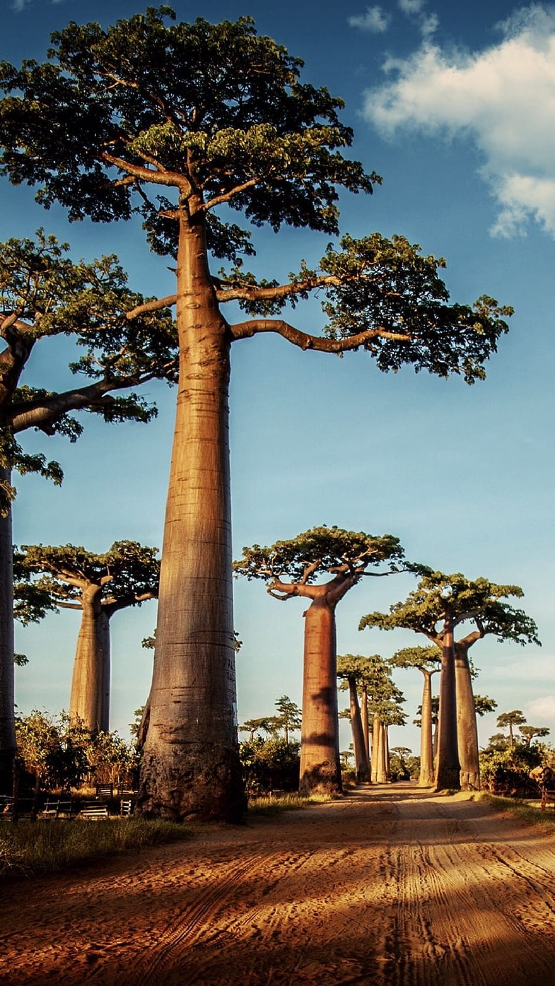 Avenue of the Baobabs Wallpaper Avenue of the Baobabs Wallpaper [ HQ ]