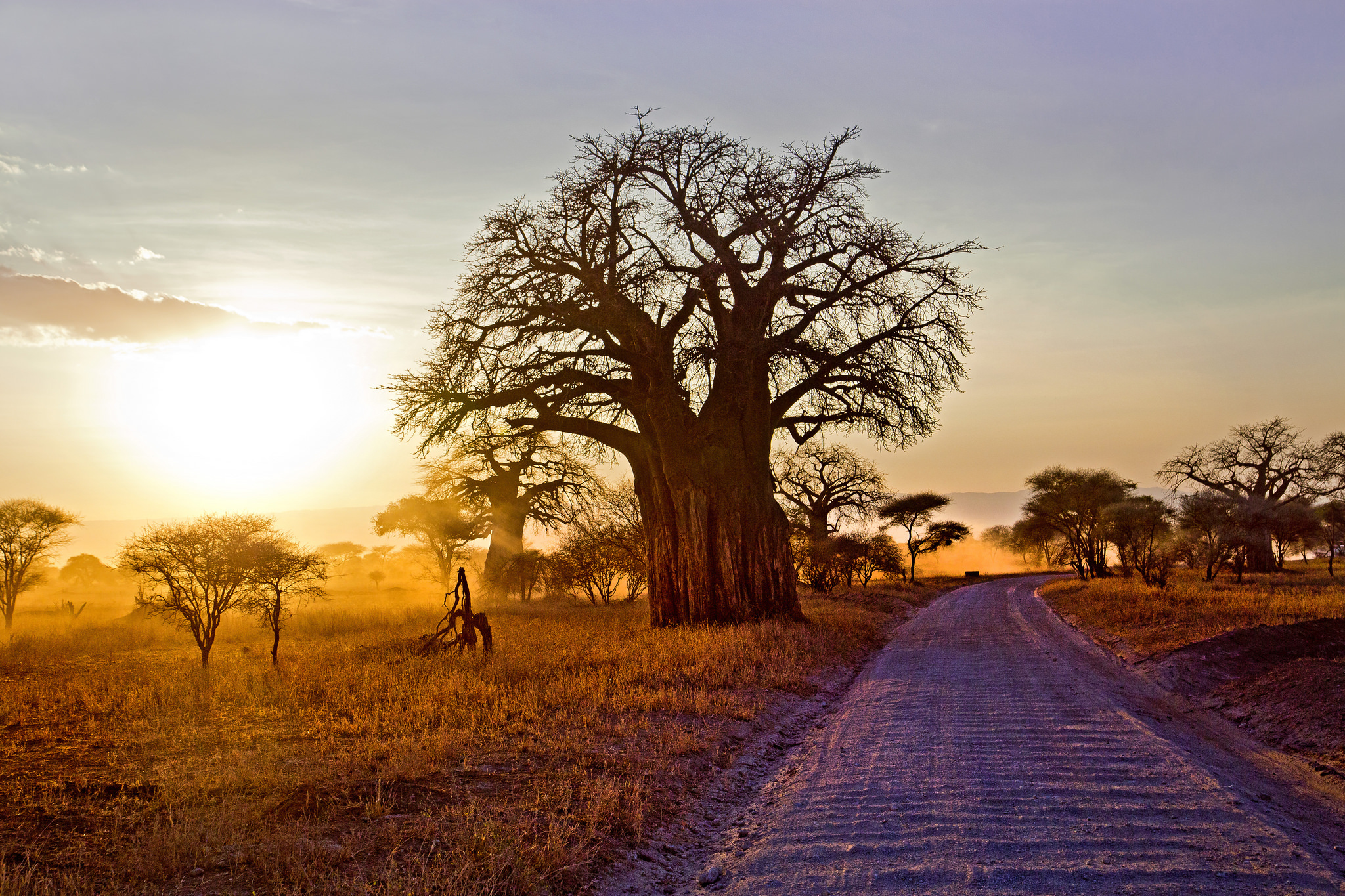 Baobab Tree HD Wallpaper and Background
