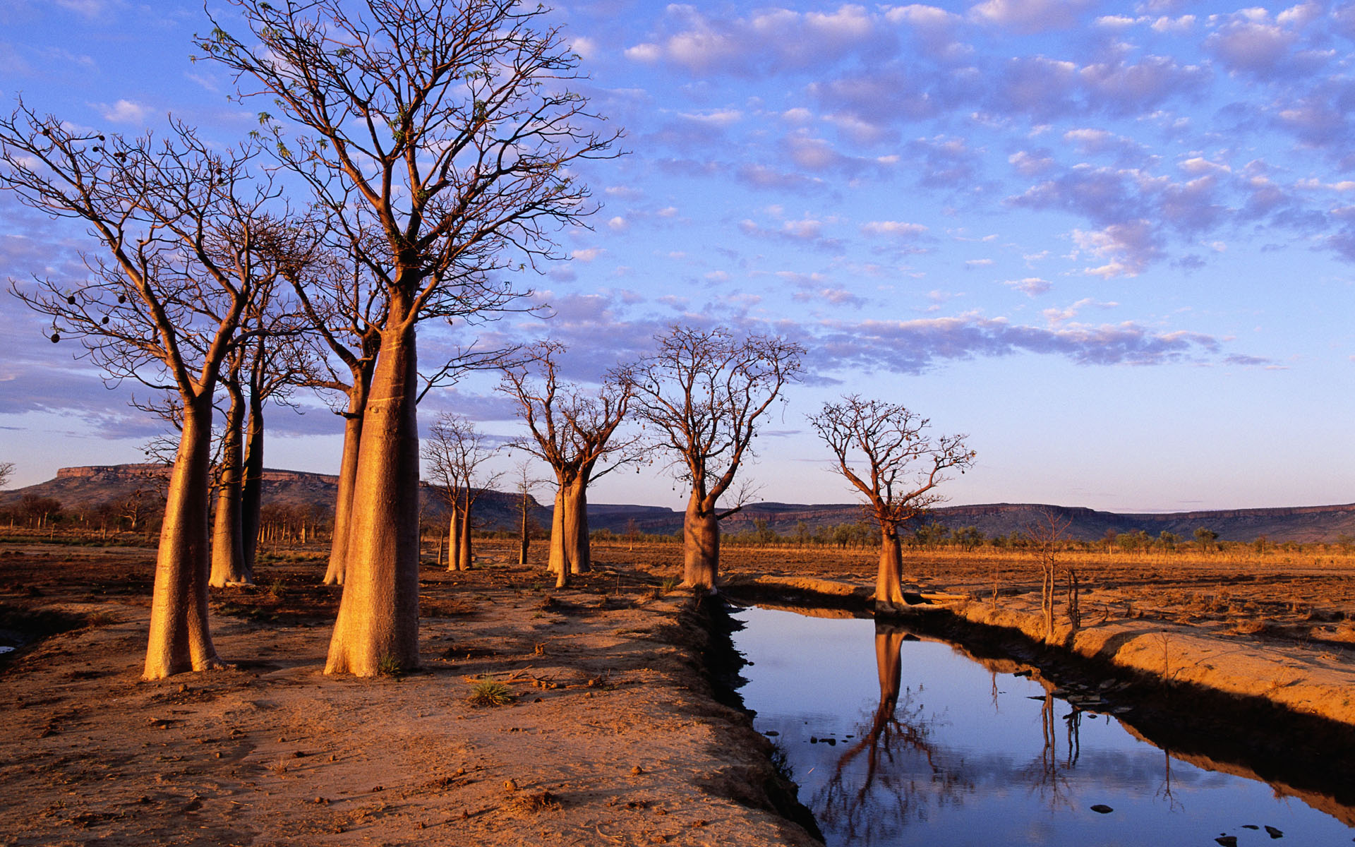 Boab Trees on Kimberley Plateau « Awesome Wallpaper