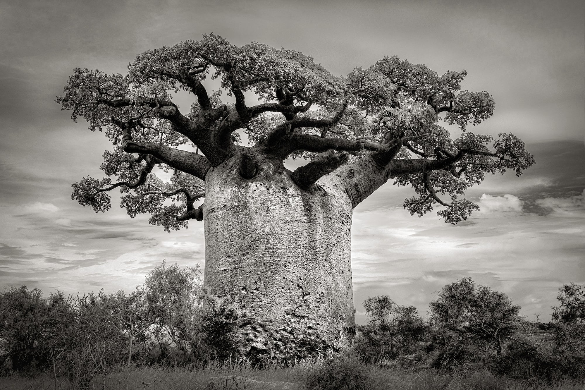 Majestic Photo Capture the Dwindling Population of Madagascar's Ancient Baobab Trees