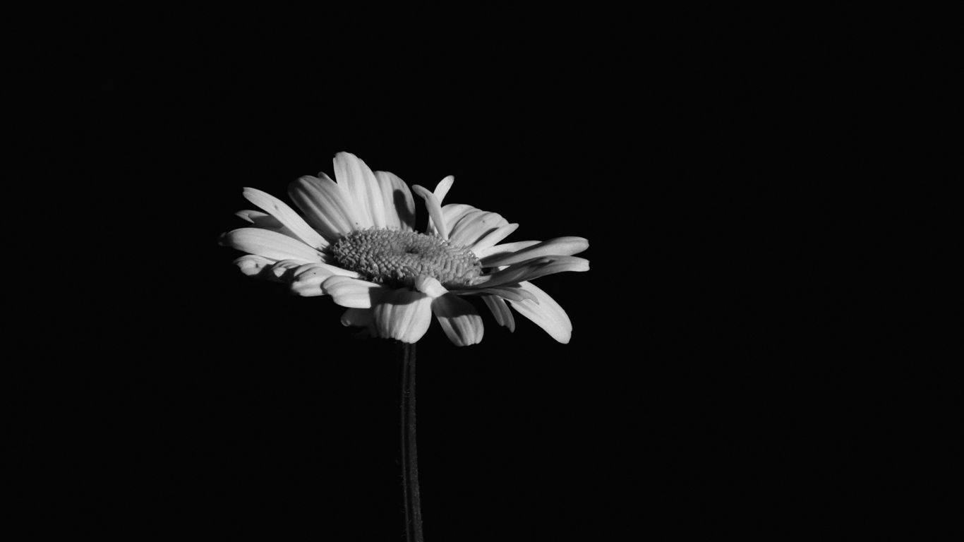 Download wallpaper 1366x768 flowers, black and white, black tablet, laptop HD background