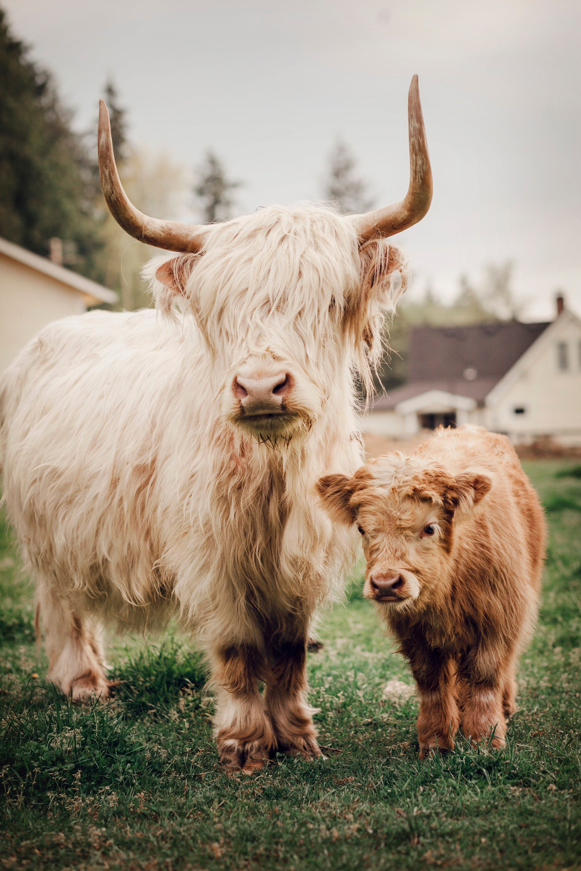 Mother and Baby Highland Mini Cows Side