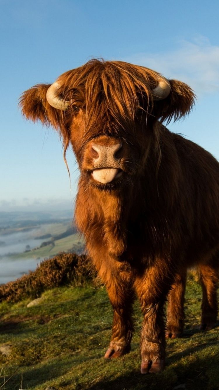 [ Highland Cow Desktop Wallpaper ]. Free Stock. Cow wallpaper, Cow, Highland cow art