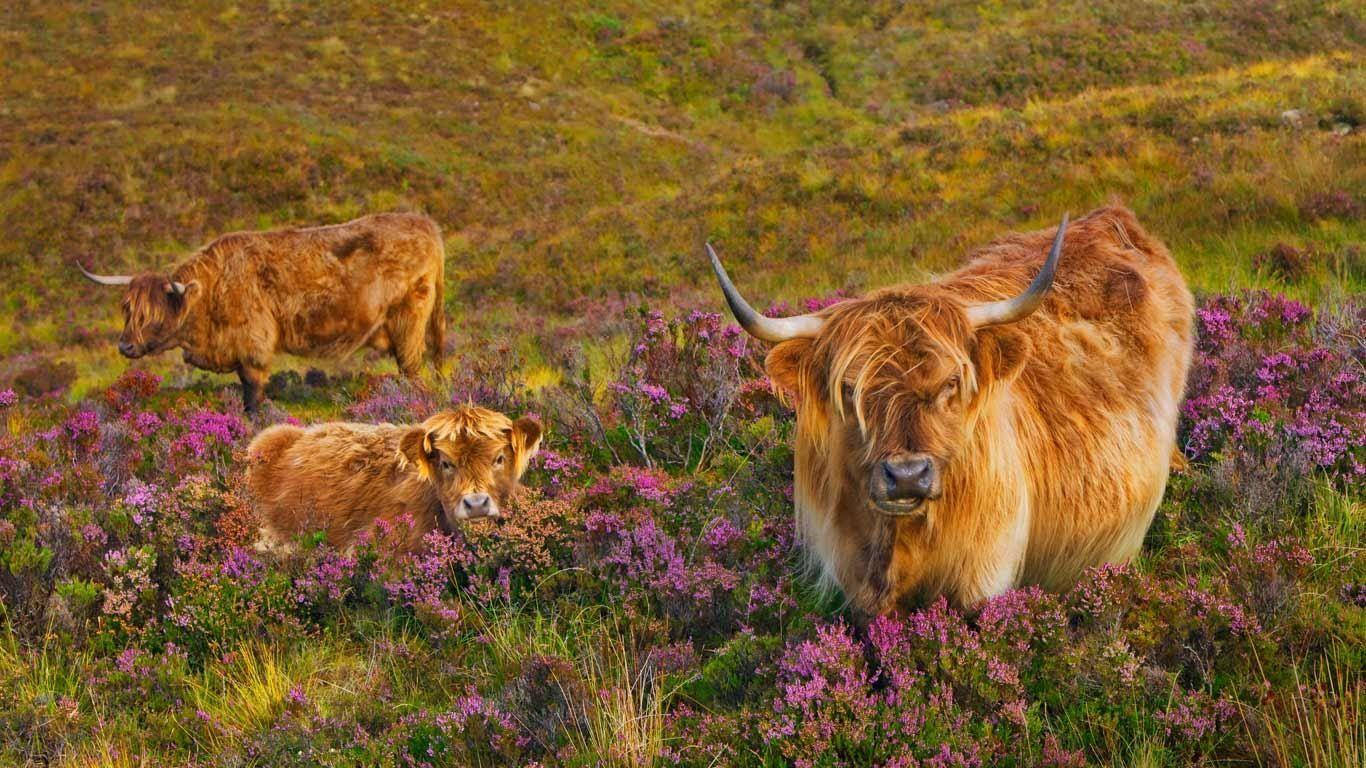 Highland Cow Wallpaper