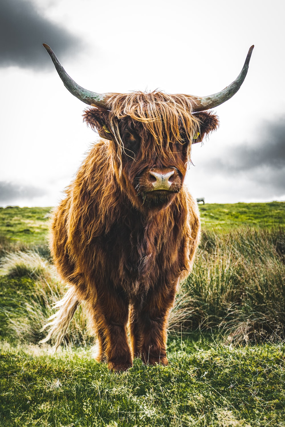 Highland Cow Picture. Download Free Image