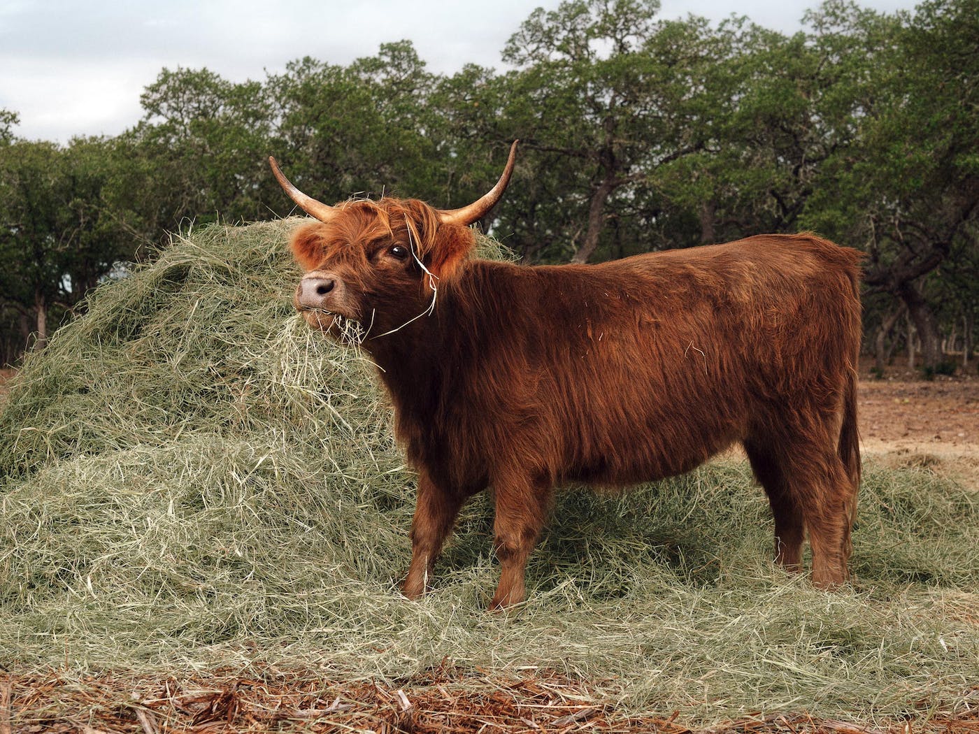 Miniature Cattle Have Ambled Into Our Hearts and Onto Our Modest Acreages