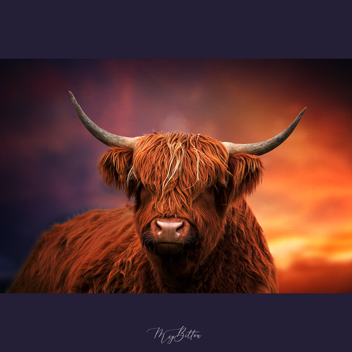 Digital Background: Highland Cow