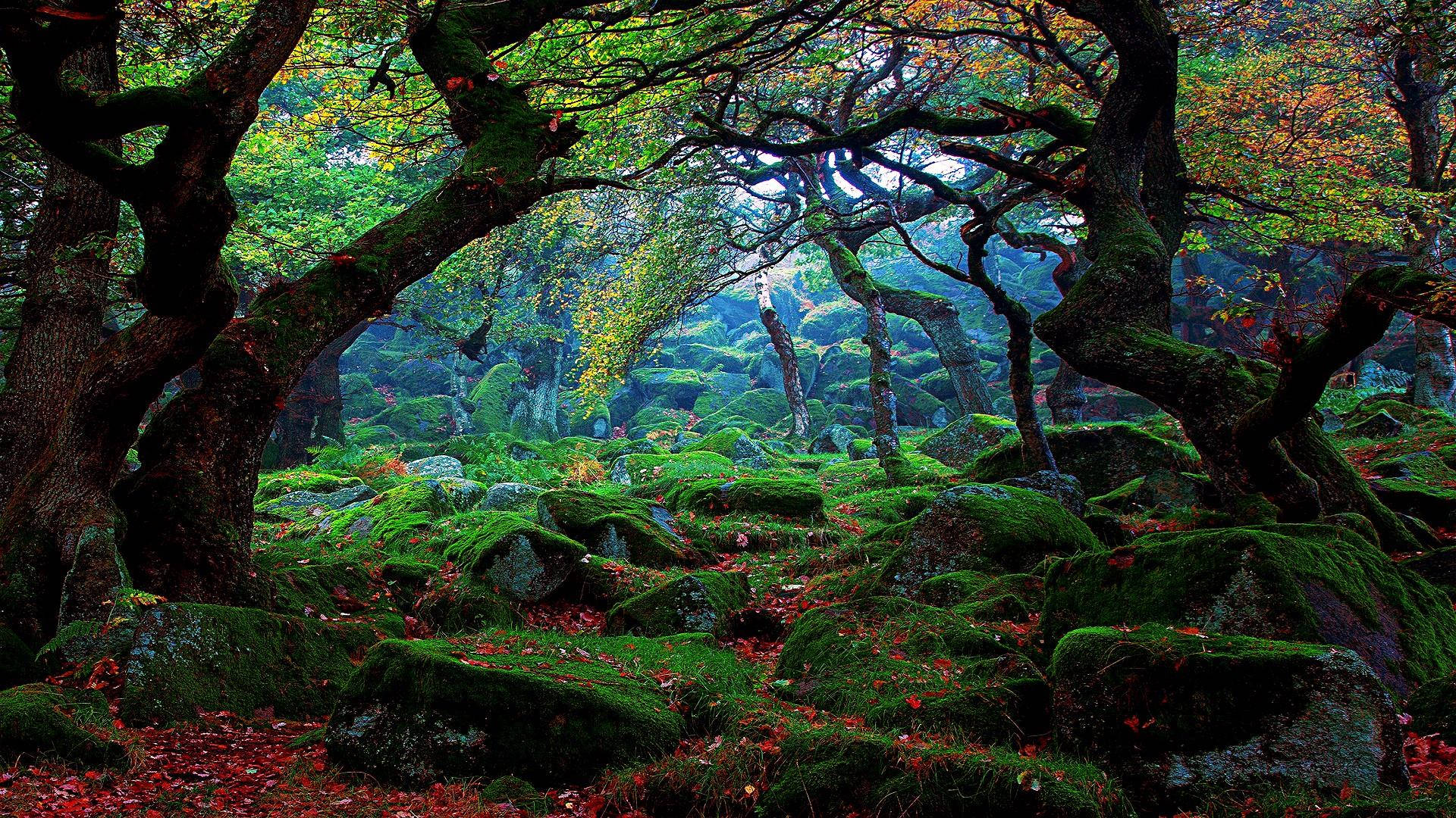 Download Dreamy Forest Scenery Wallpaper