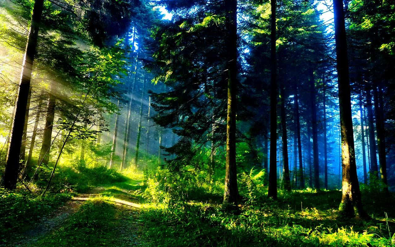 Beautiful Forest Wallpaper