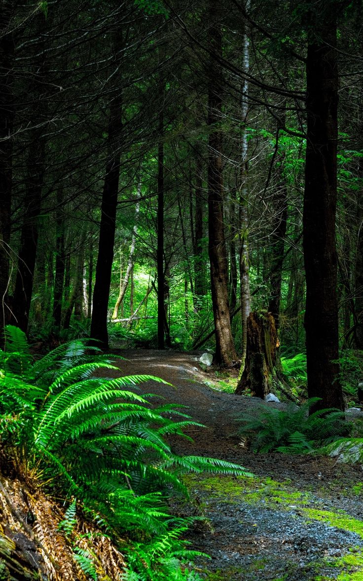 Wallpaper path trees vancouver island canada forest. HD nature wallpaper, Best nature wallpaper, Cool picture of nature