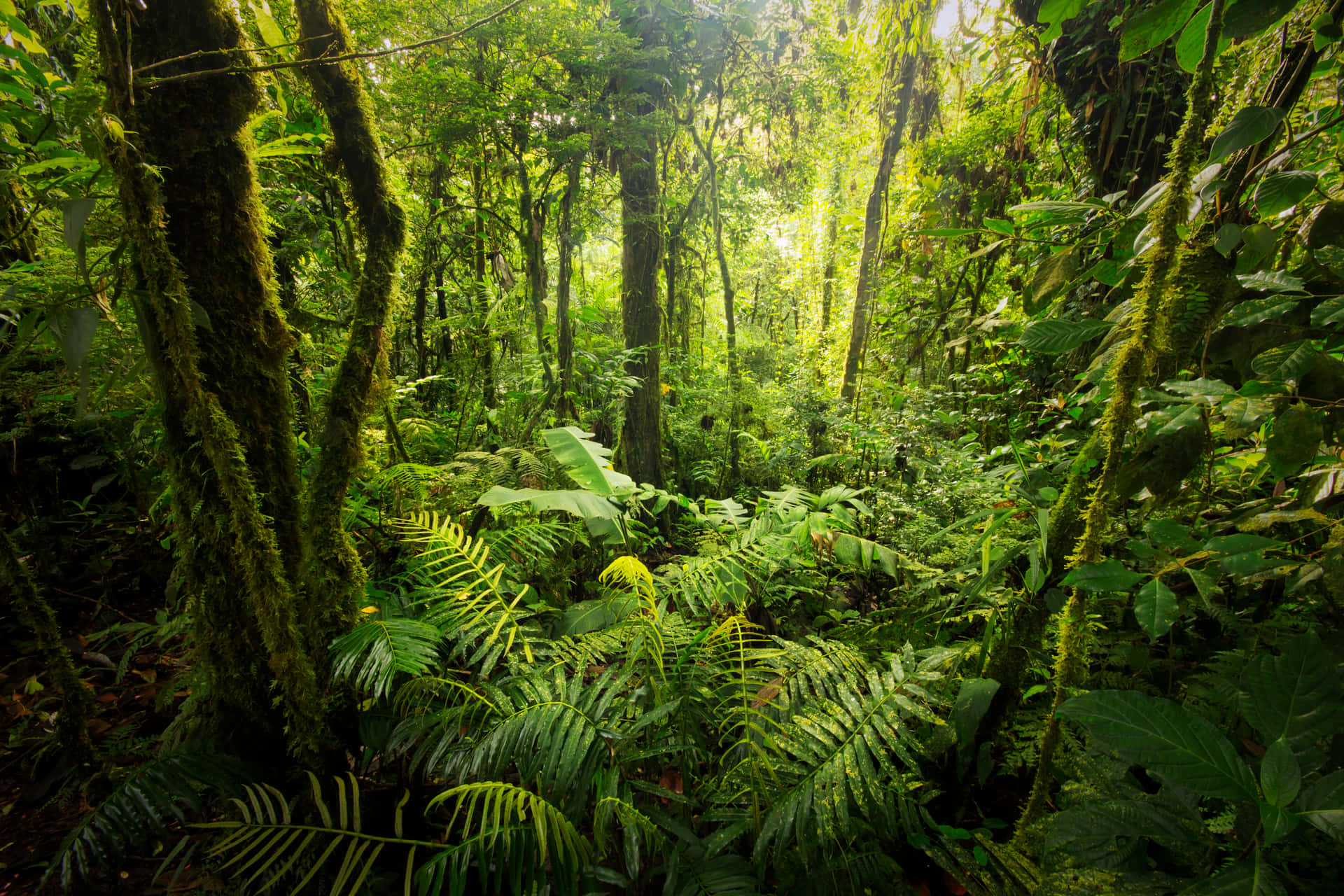 Forest Picture