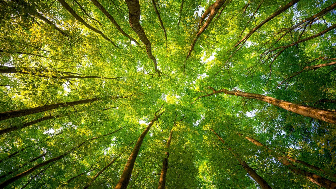 Download Enchanting Forest Scenery Wallpaper